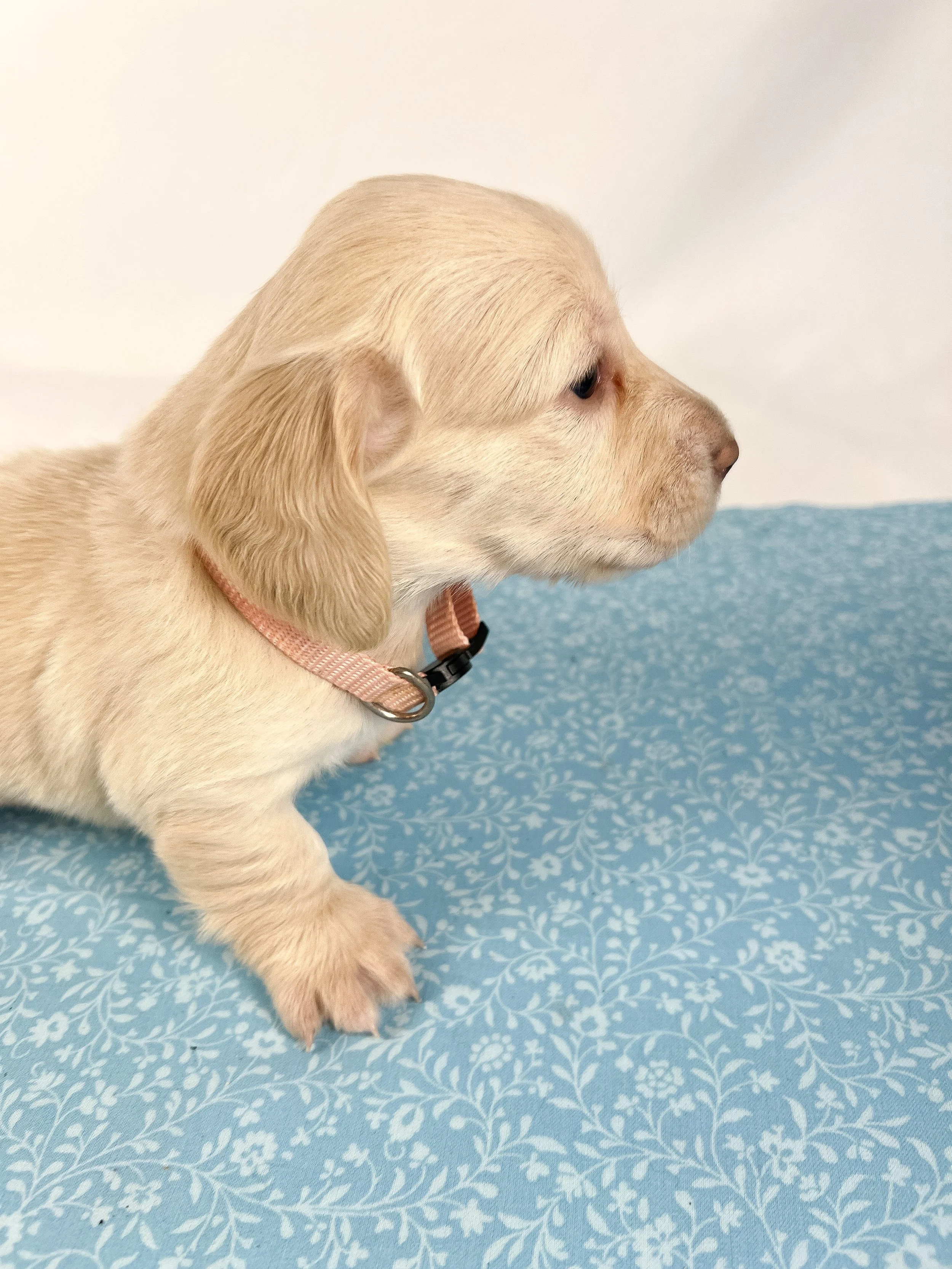 Swiss aka Willow (RESERVED, longhaired girl)