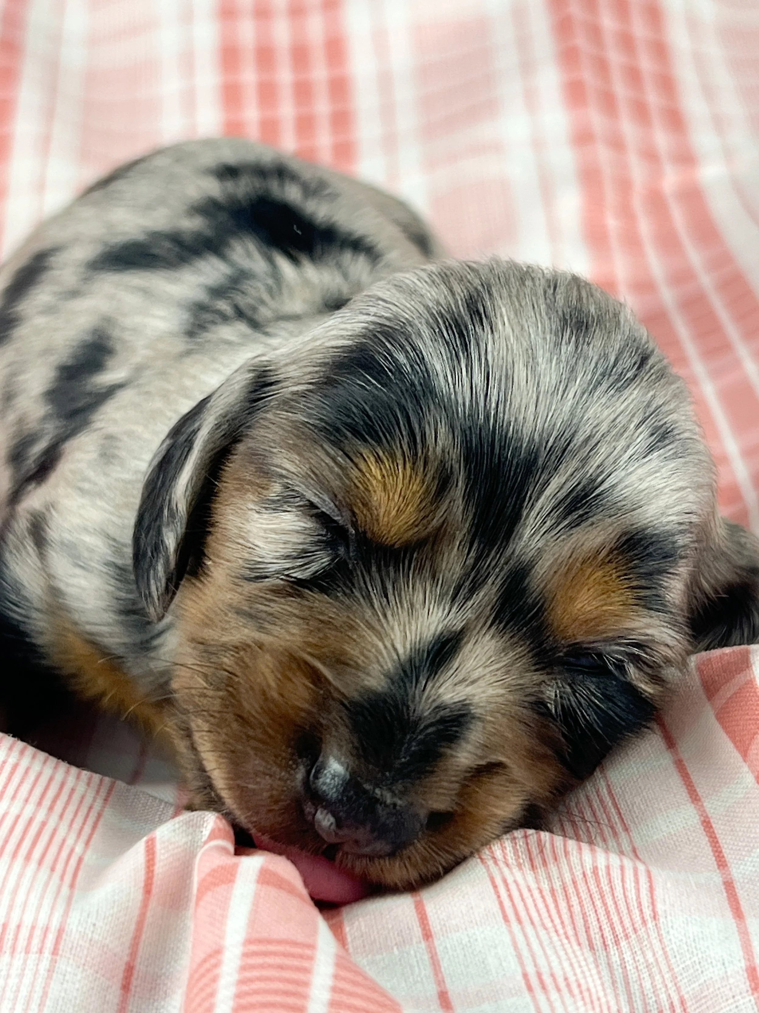 Egg aka Winnie (RESERVED, longhaired girl)