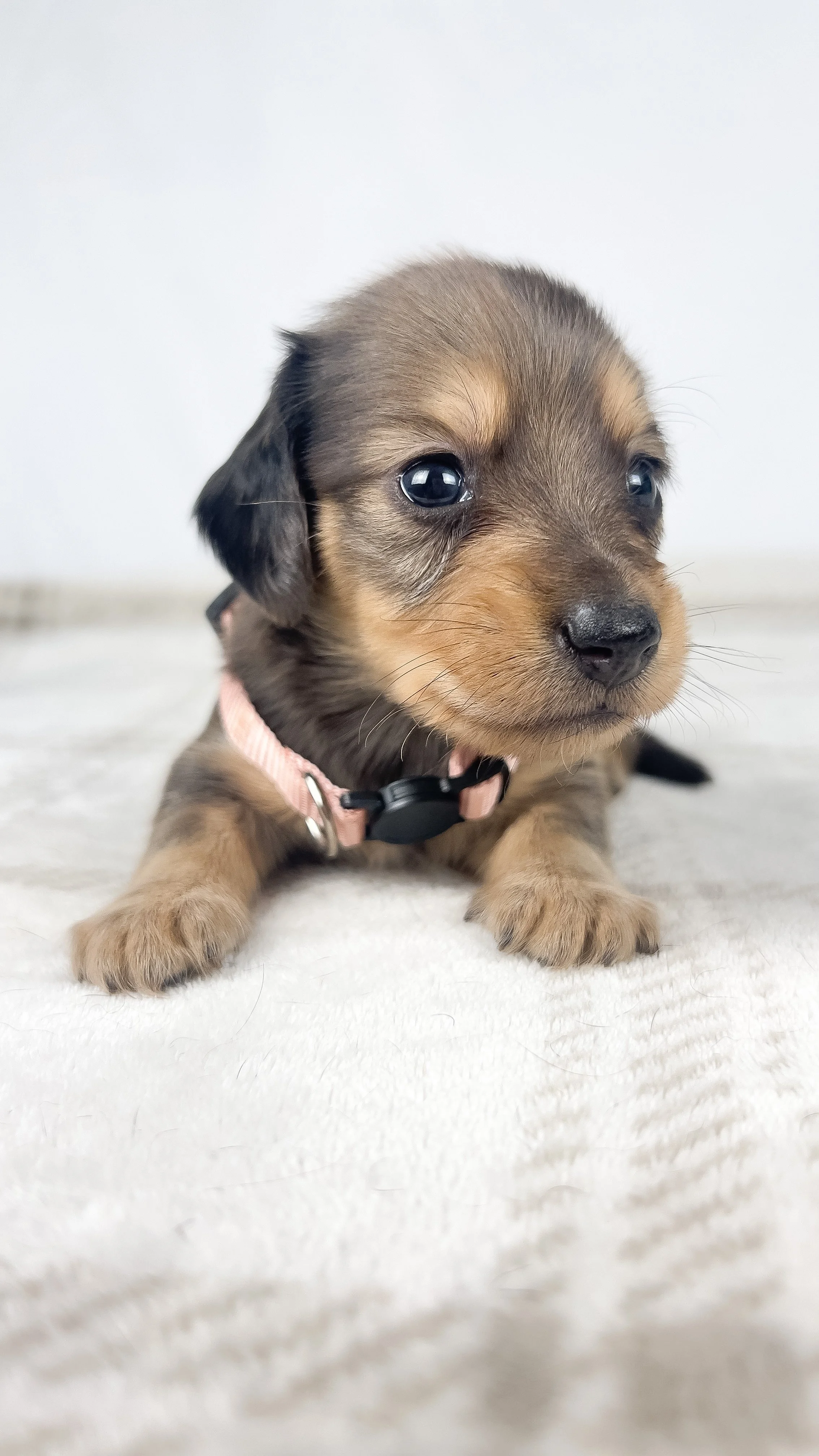 Cherry (longhaired boy, $3000 with a $500 deposit towards total)