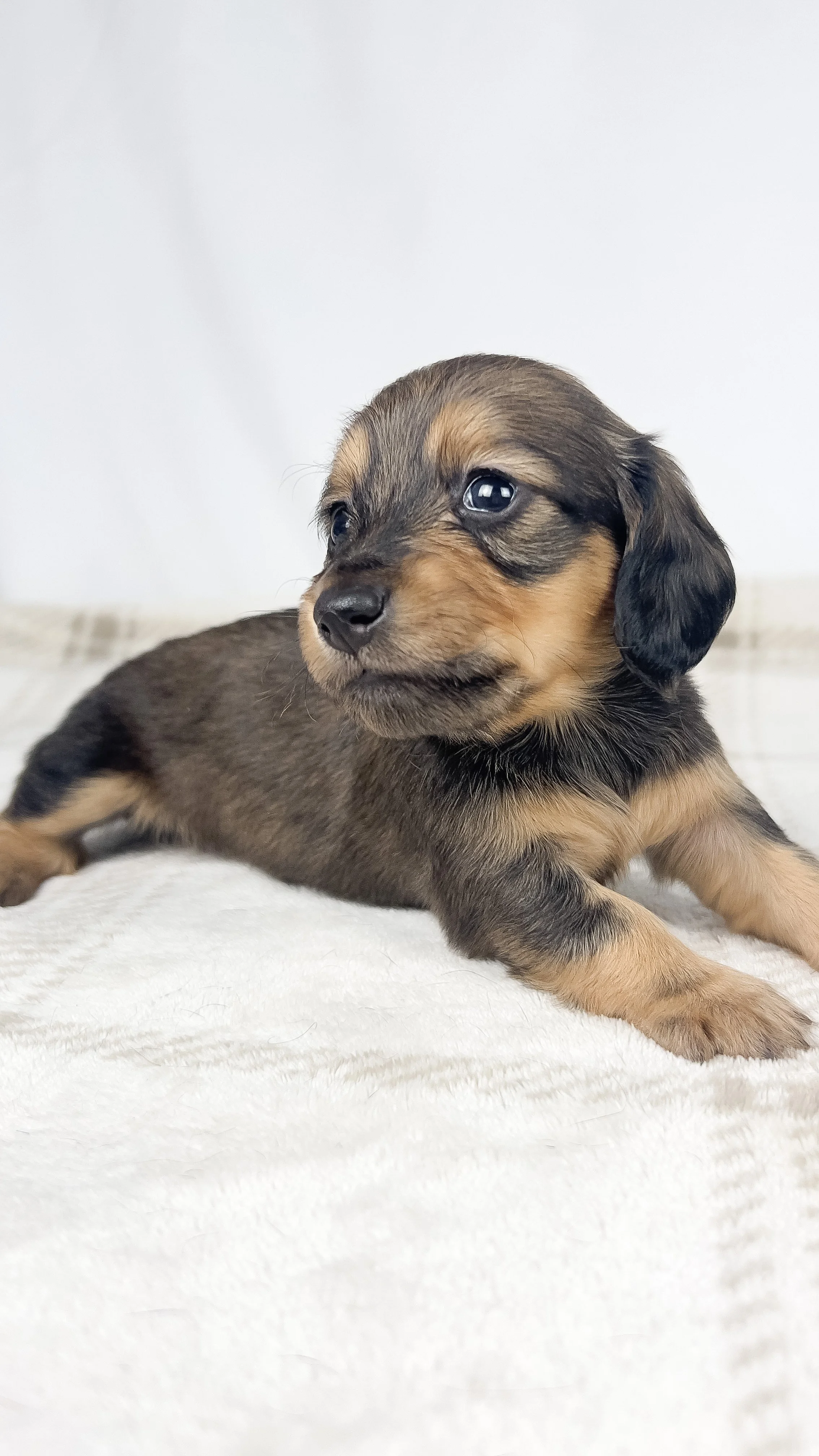 Whip cream (longhaired girl, $3000 with a $500 deposit towards total)