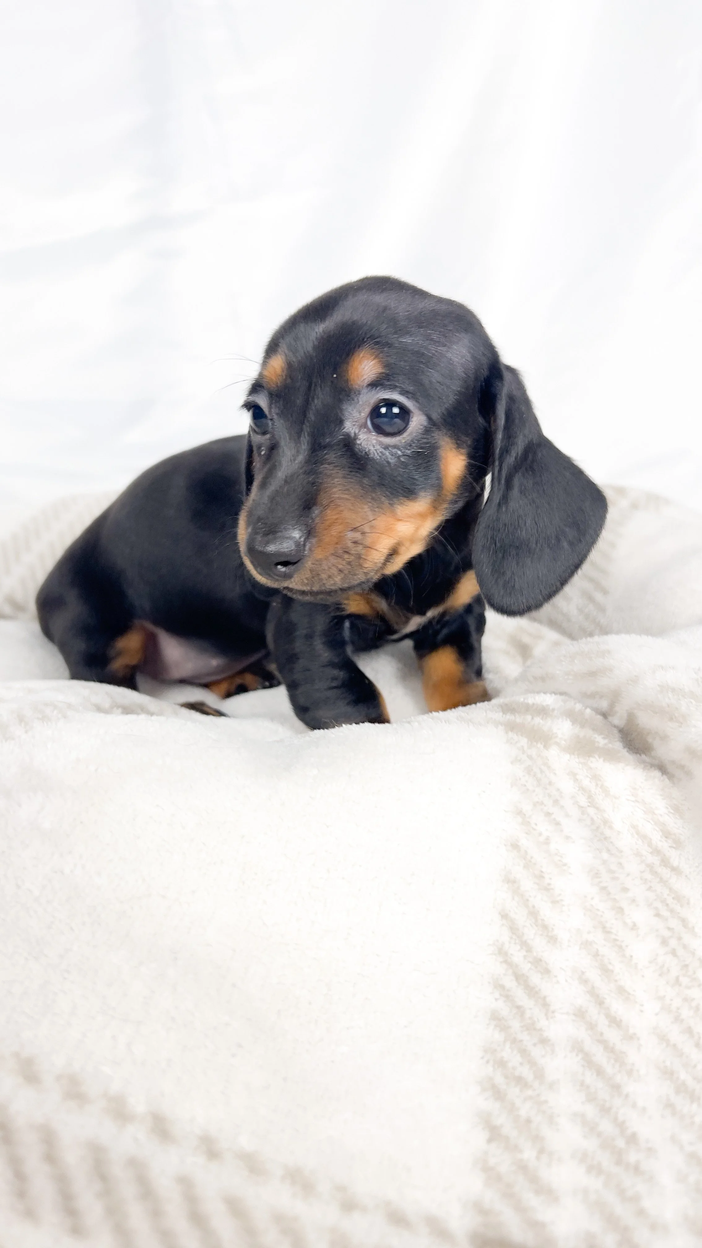 Mango (RESERVED, shorthaired girl)