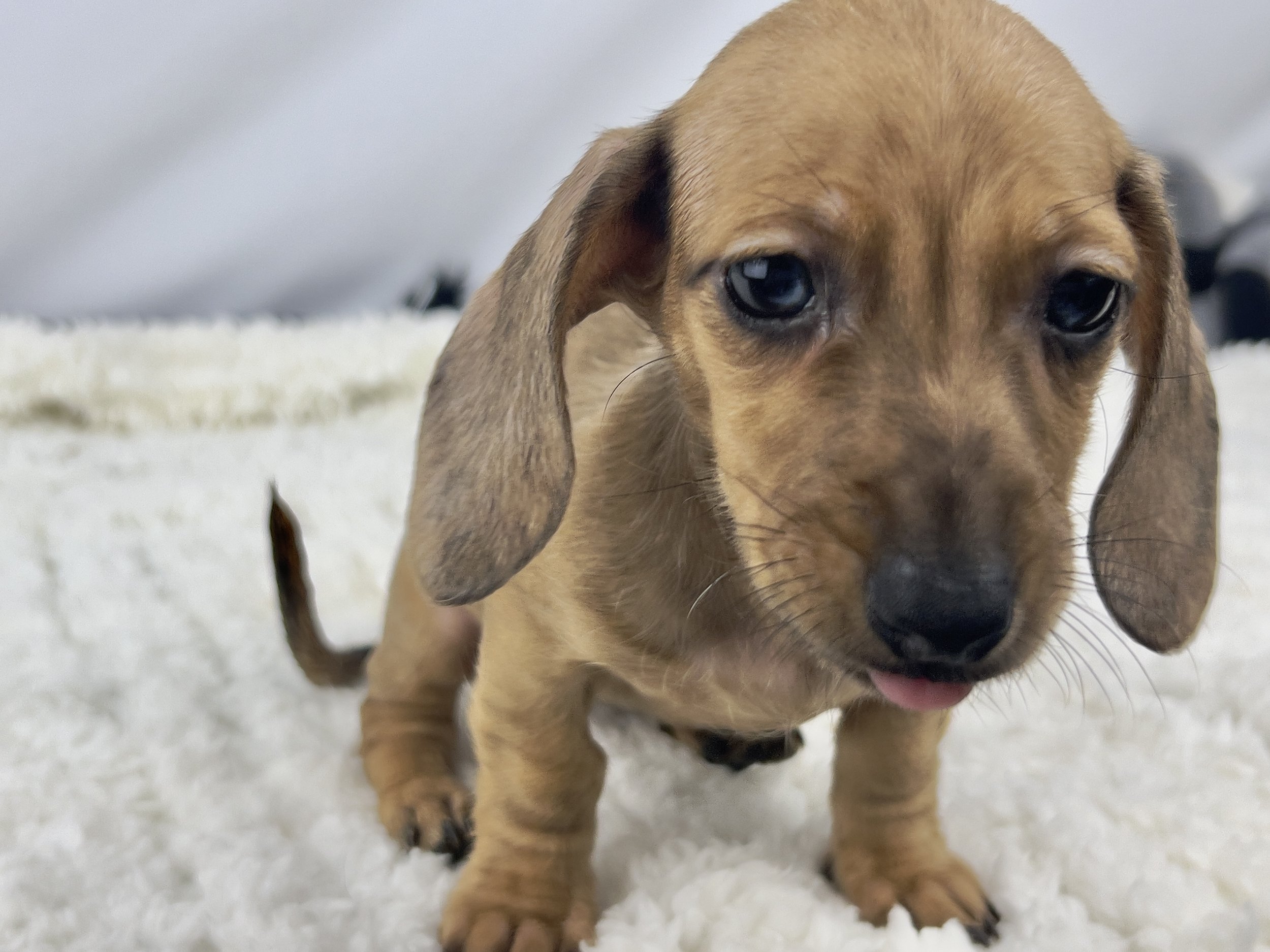 Pumpkin Spice aka Ohana (RESERVED, shorthaired girl)