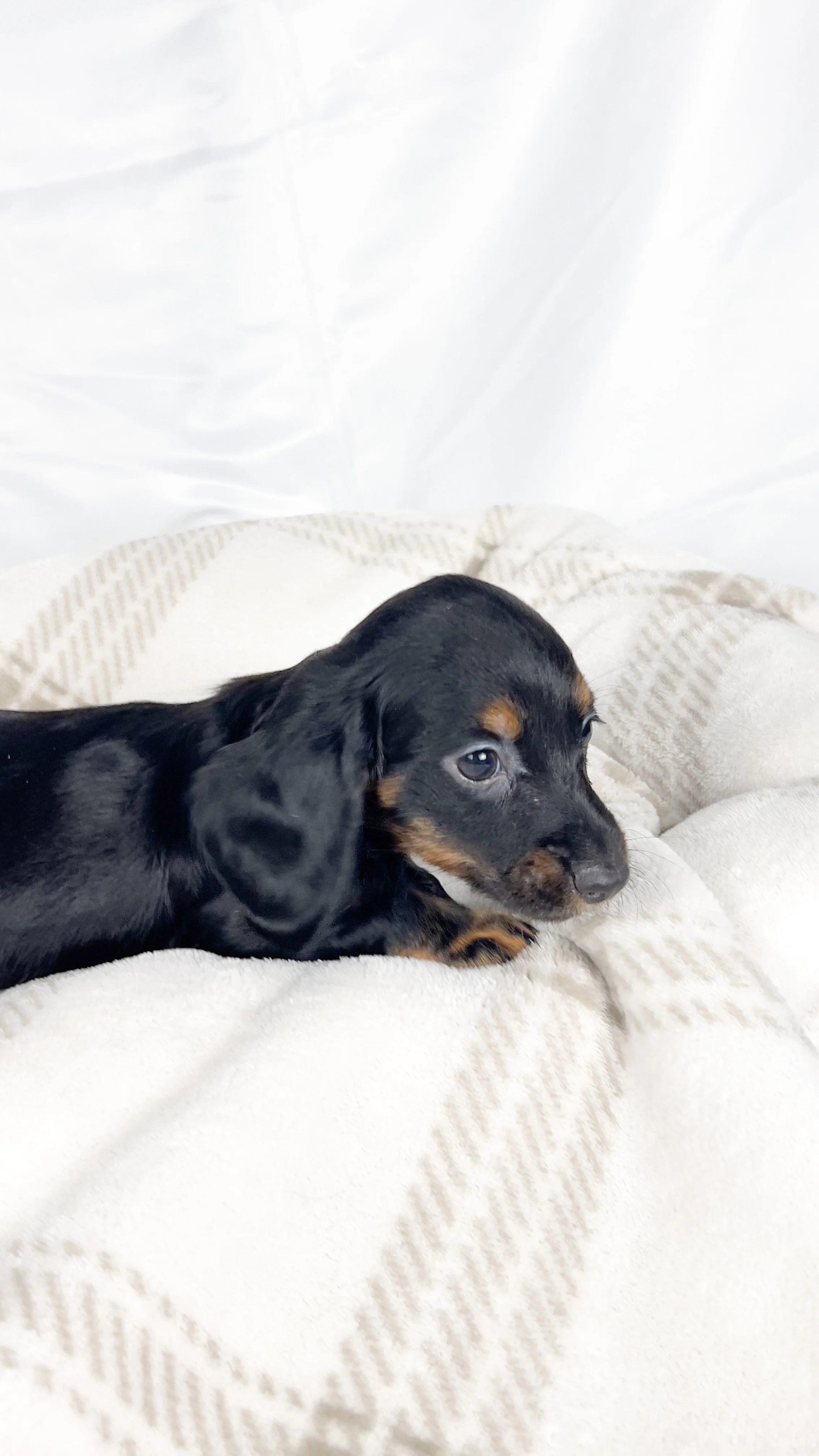 Brown sugar (RESERVED, longhaired boy)