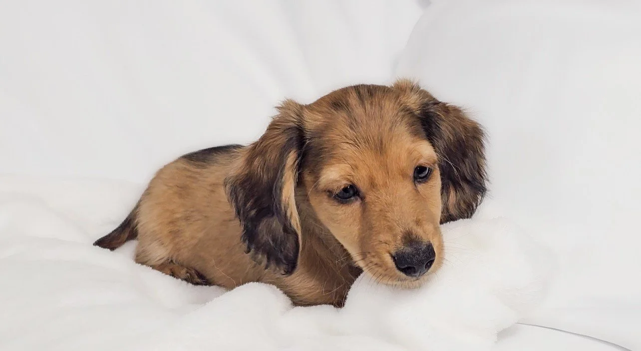 Shell (RESERVED, longhaired boy)