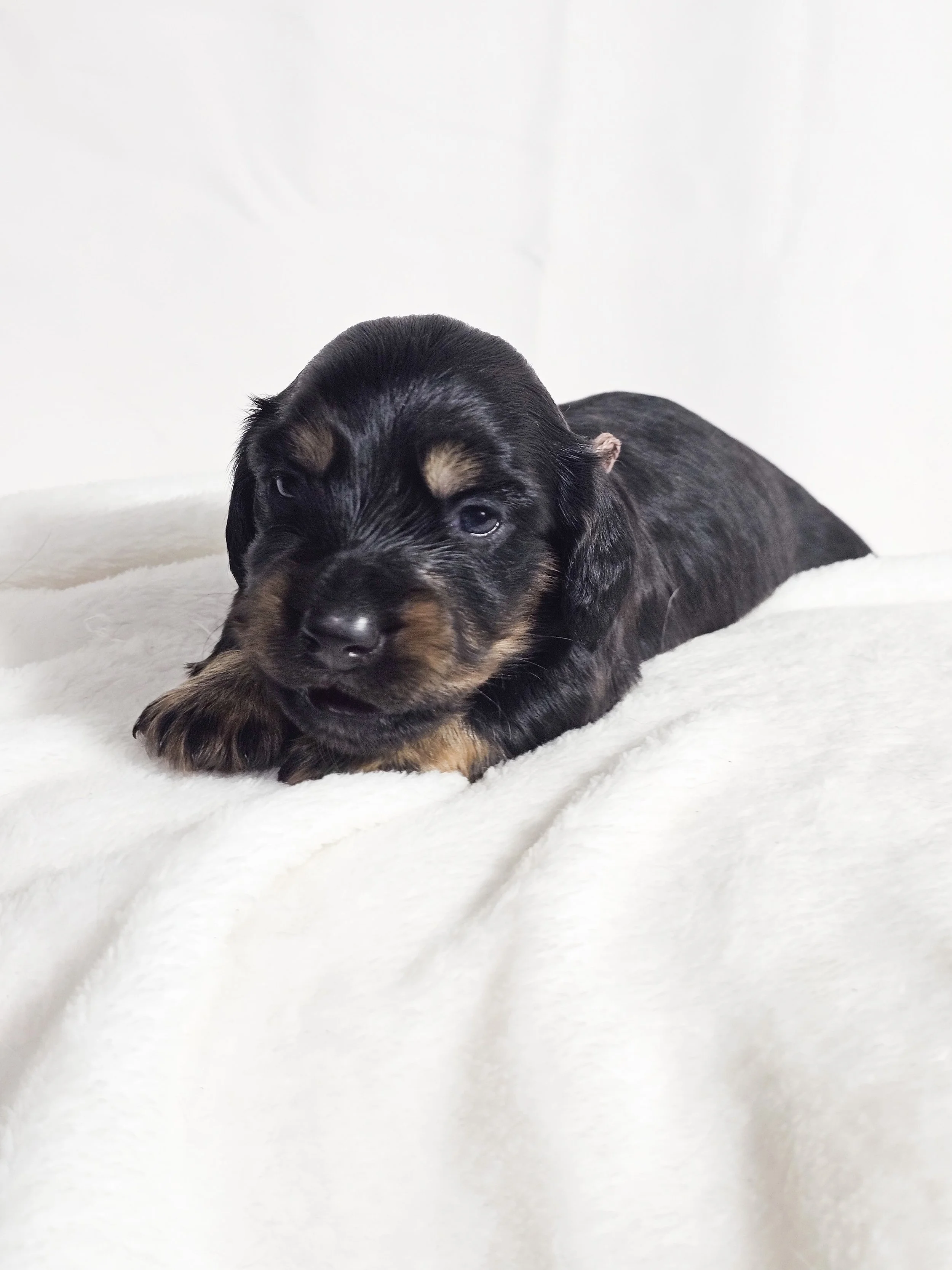 Chocolate Cream (longhaired boy, $3000 with a $500 deposit towards total)