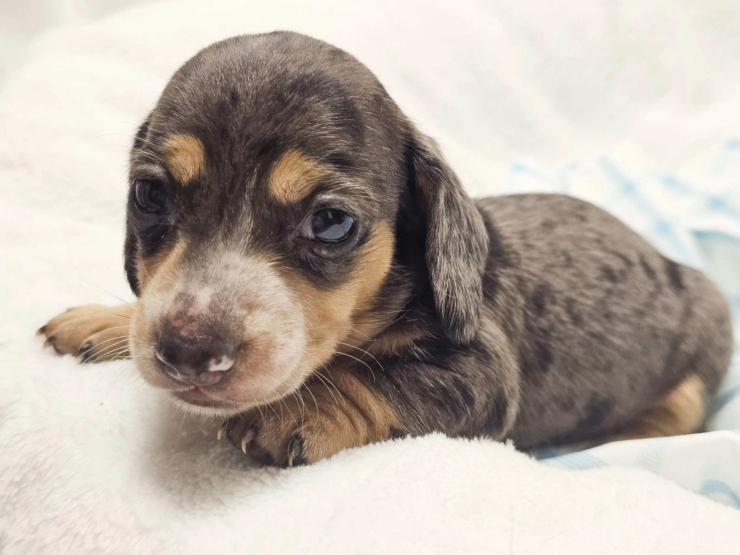 Chili cheese (shorthaired boy, $2500 with a $500 deposit towards total)