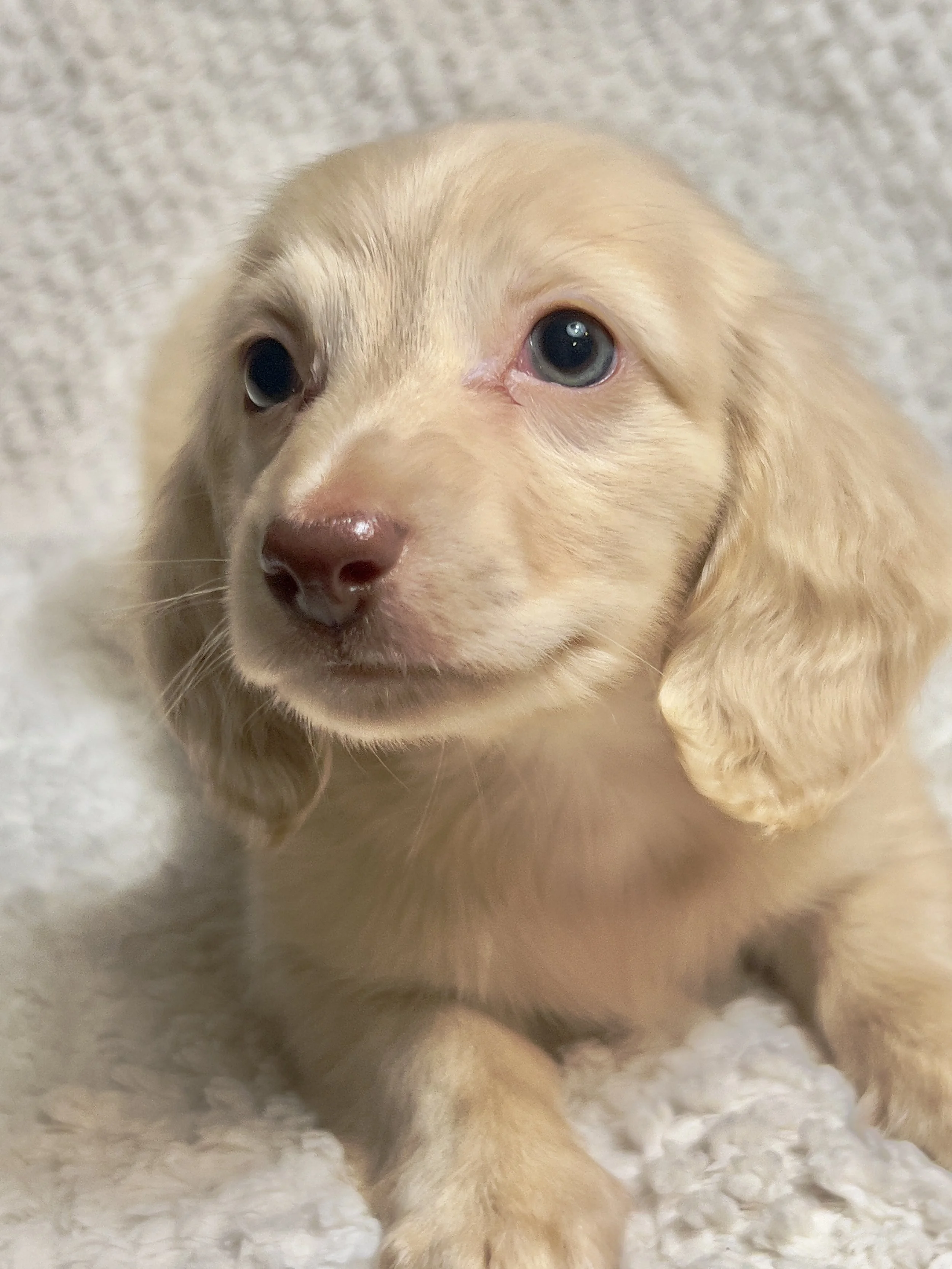 Fireworks aka Santi (RESERVED, longhaired boy)