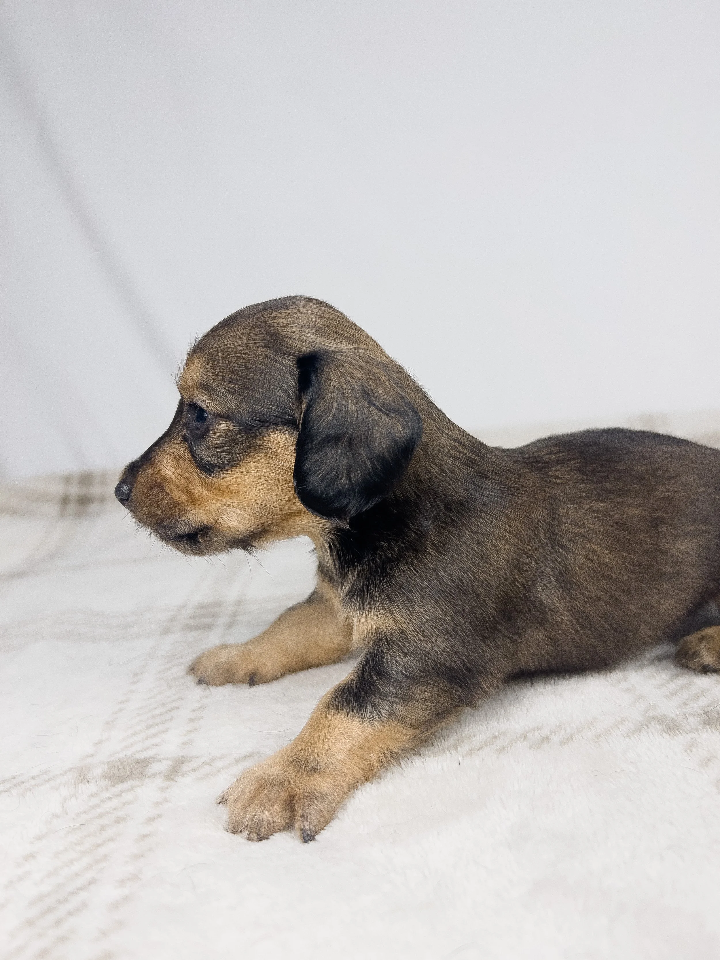 Whip cream (longhaired girl, $3000 with a $500 deposit towards total)