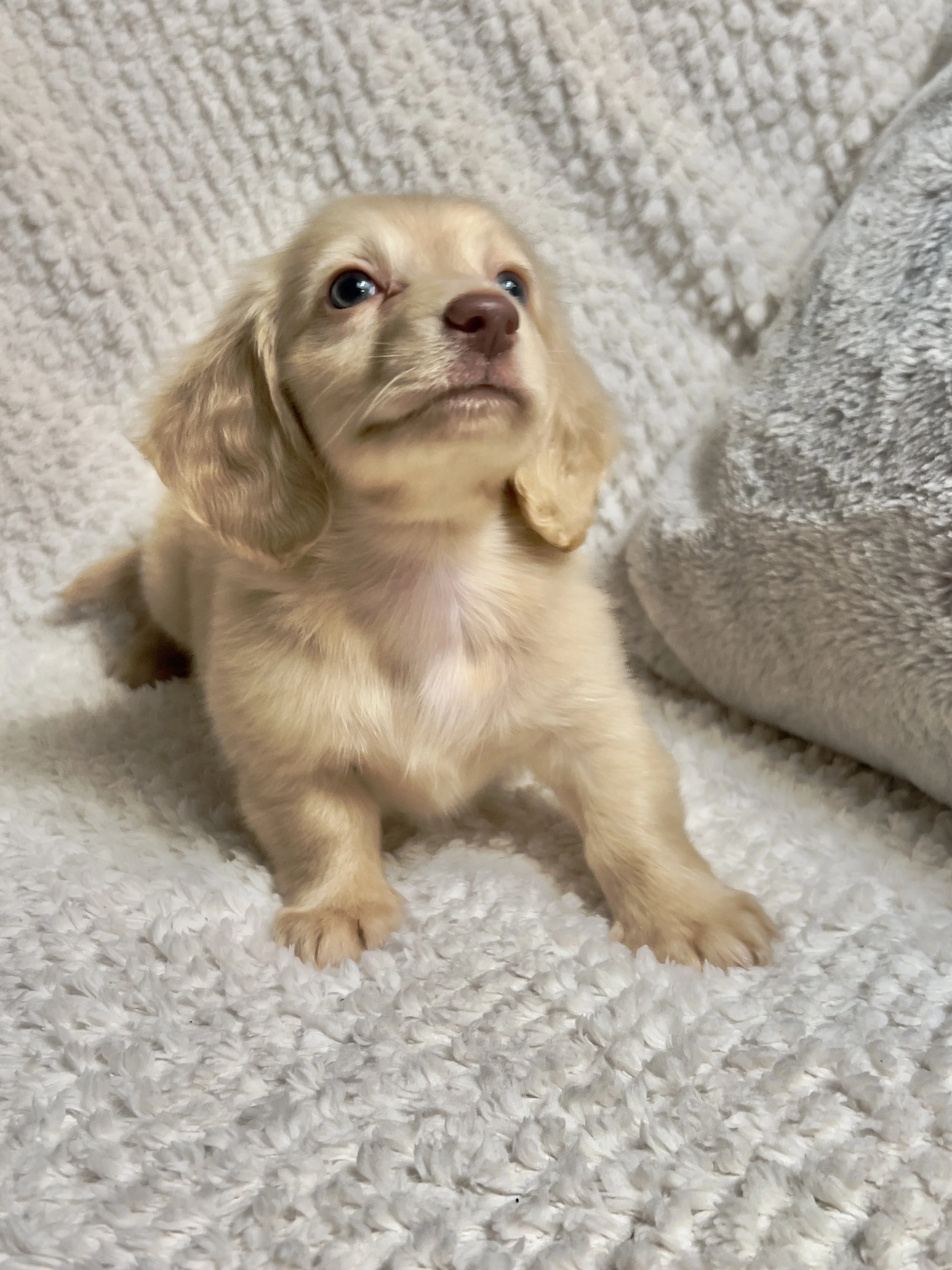 Fireworks aka Santi (RESERVED, longhaired boy)