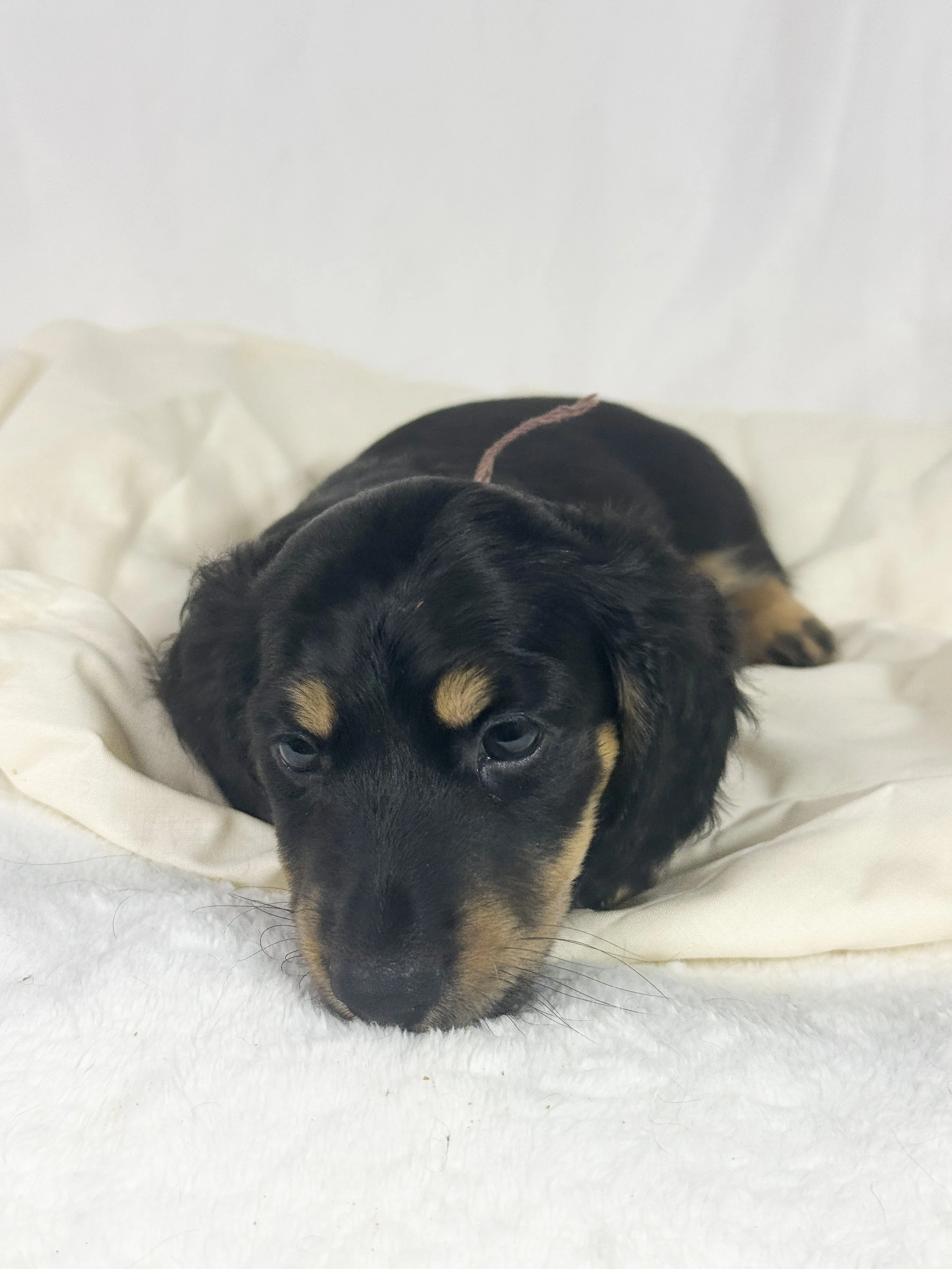 Chocolate Cream (RESERVED, longhaired boy)