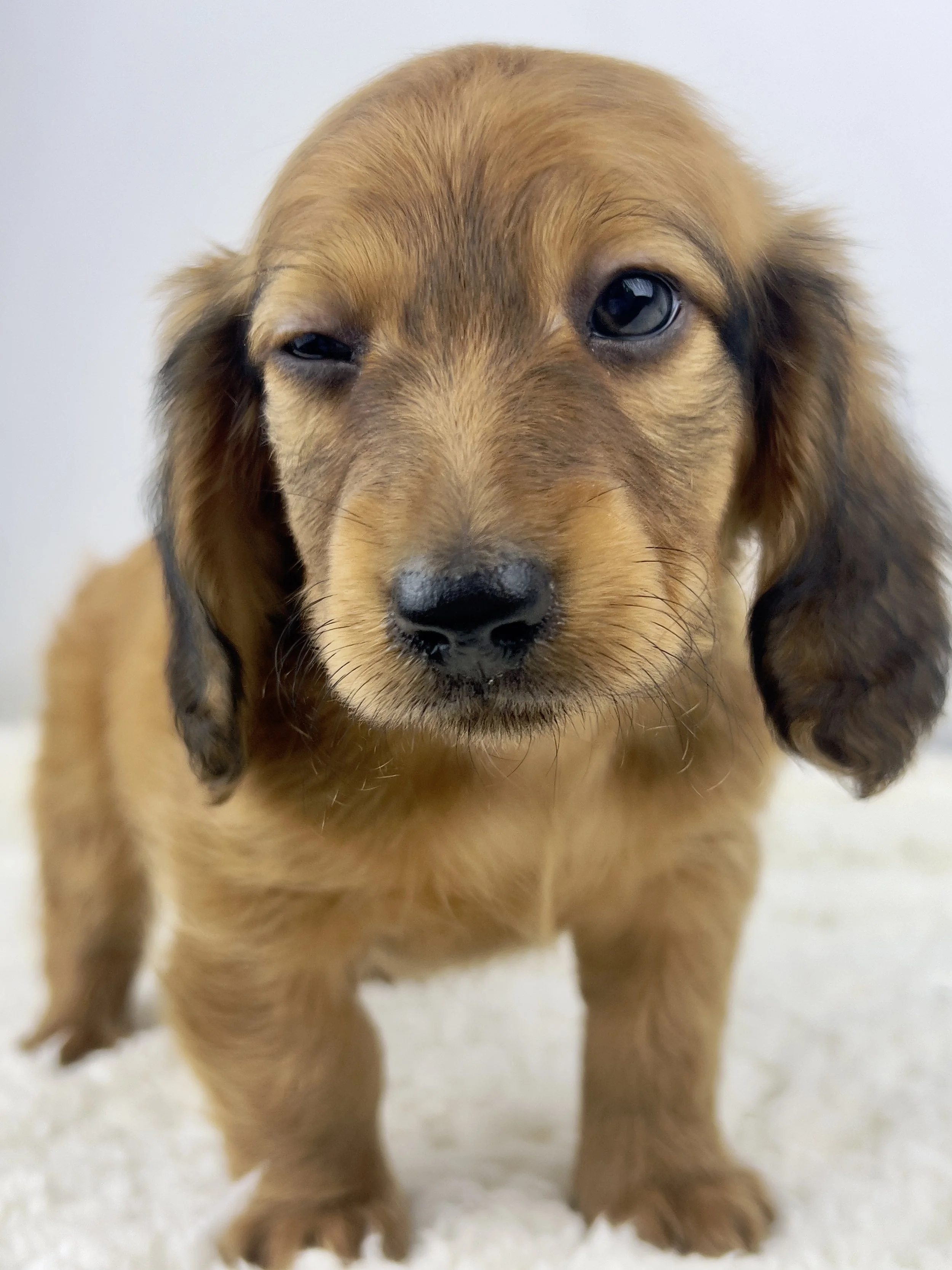 Pecan Crunch aka Duke (RESERVED, longhaired boy)