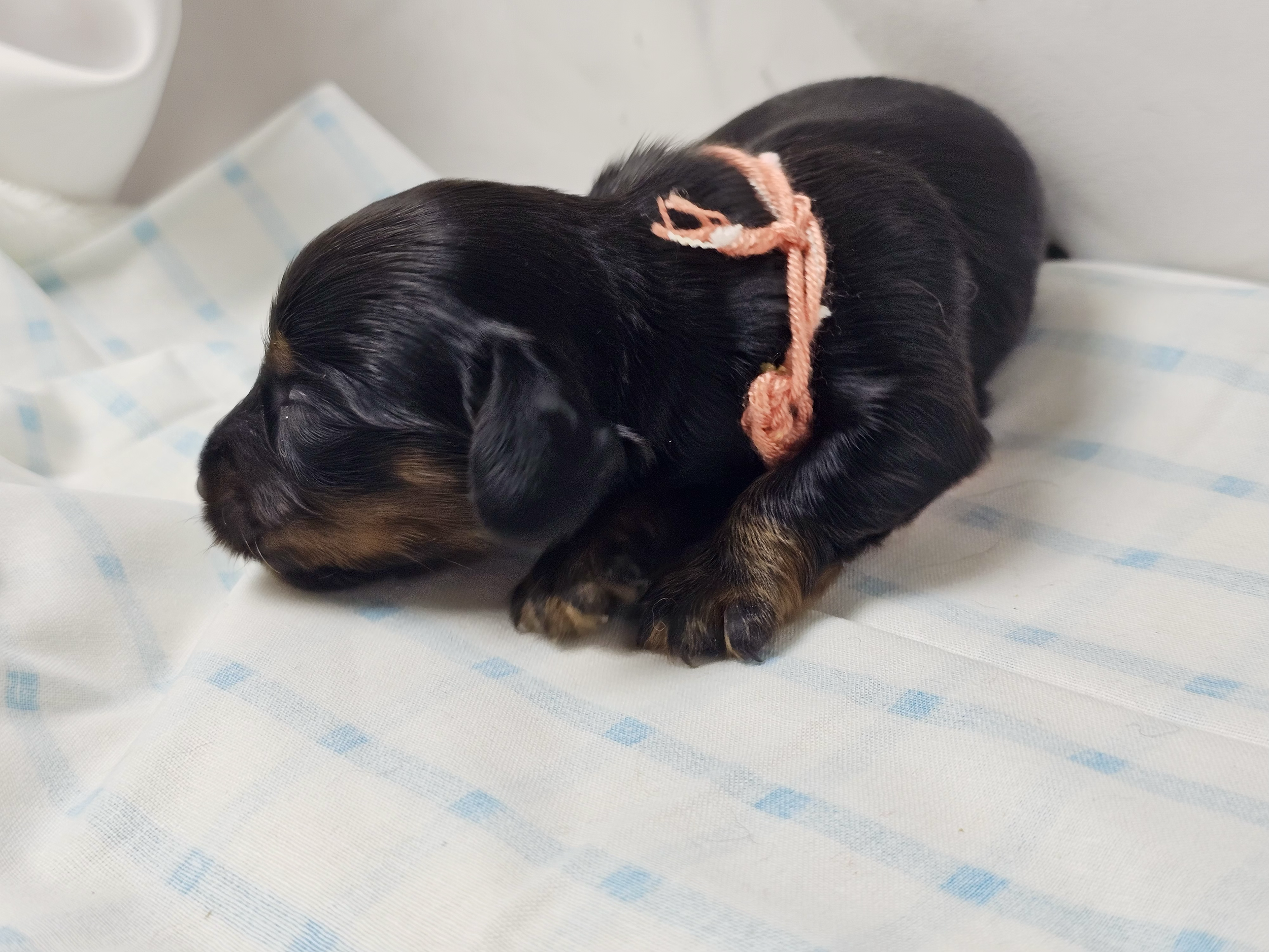 Skittles (longhaired girl, $2500 with a $500 deposit towards total)