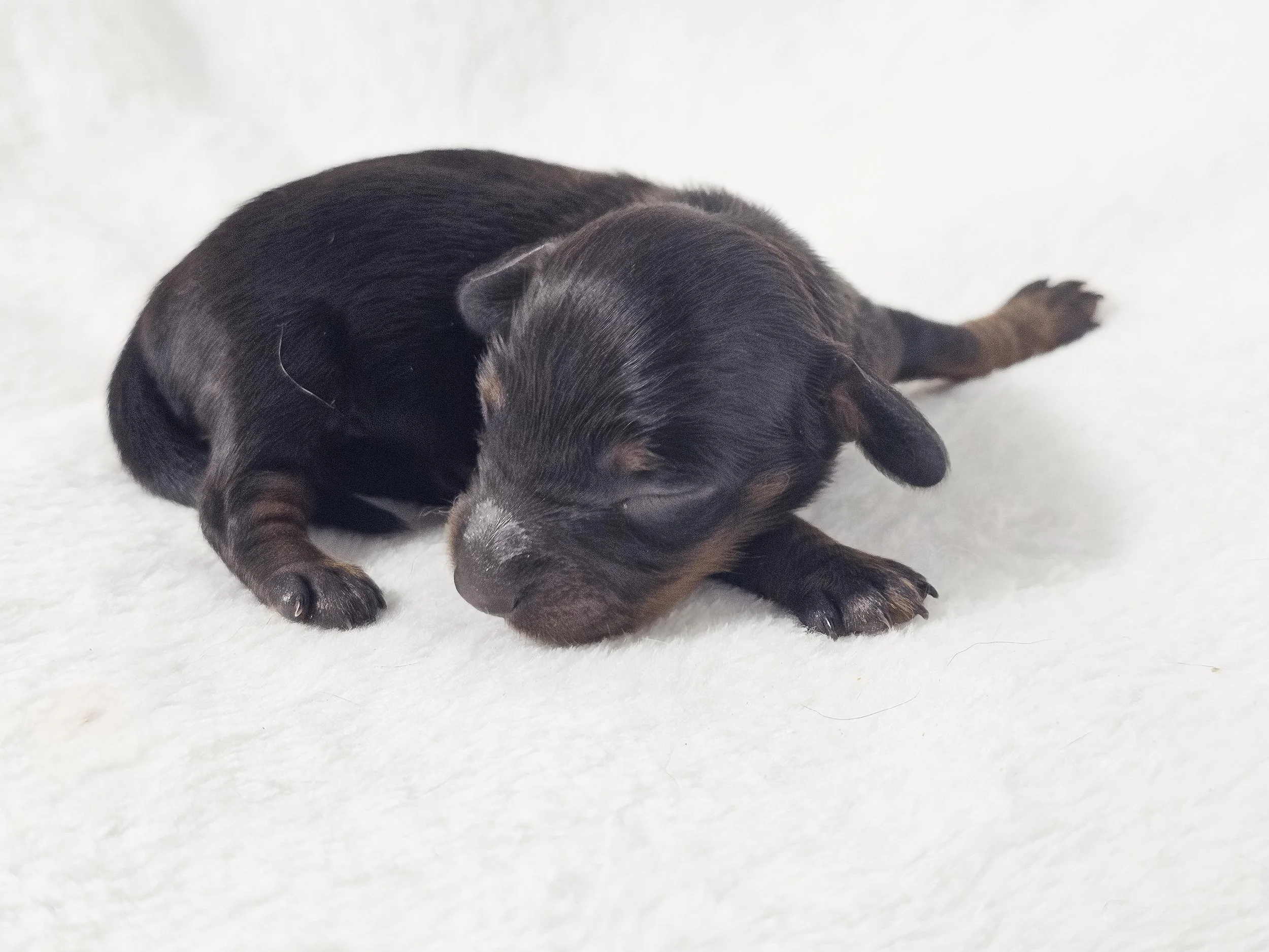 Berry (longhaired girl, $3000 with a $500 deposit towards total)