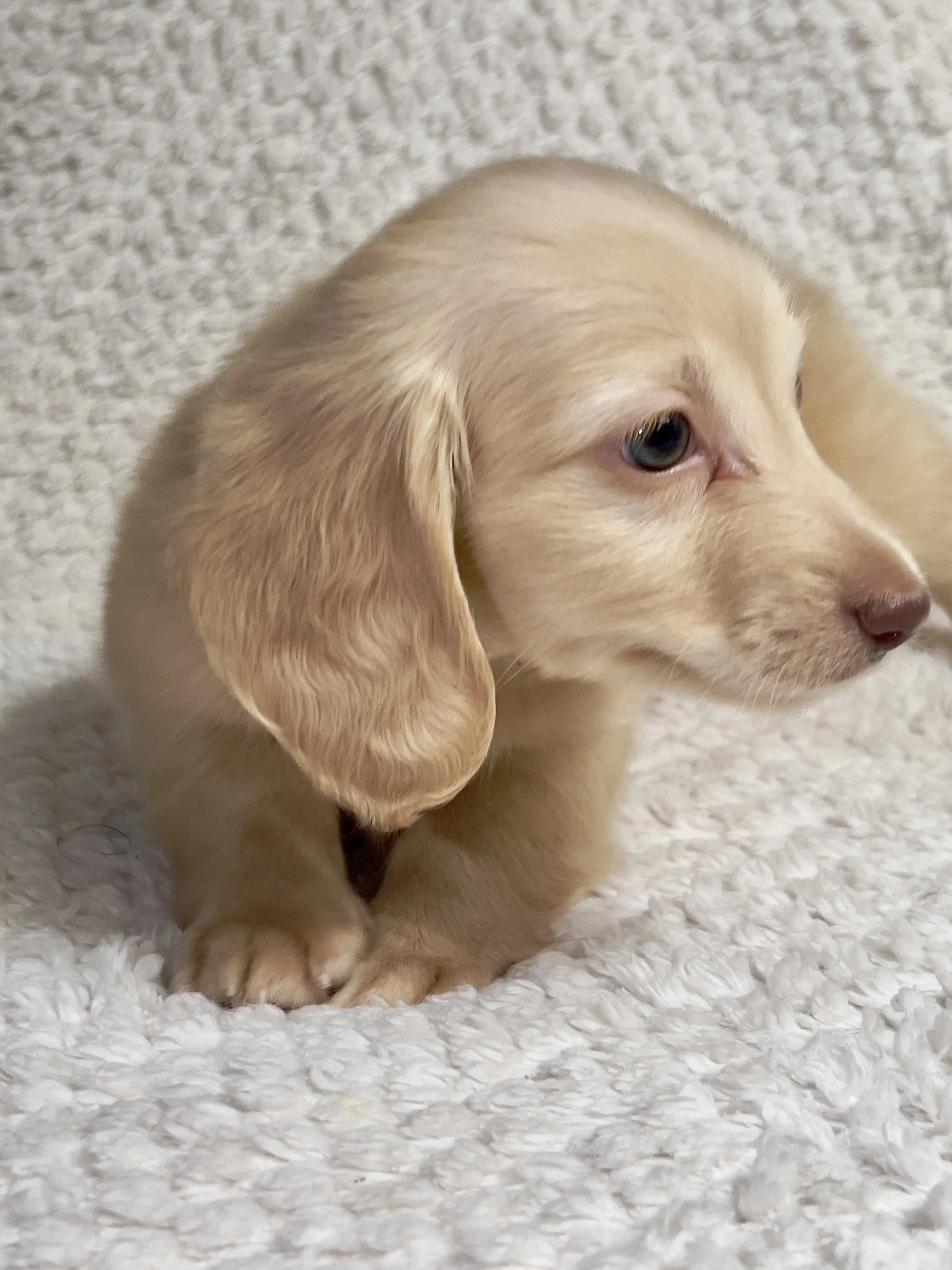 Fireworks aka Santi (RESERVED, longhaired boy)