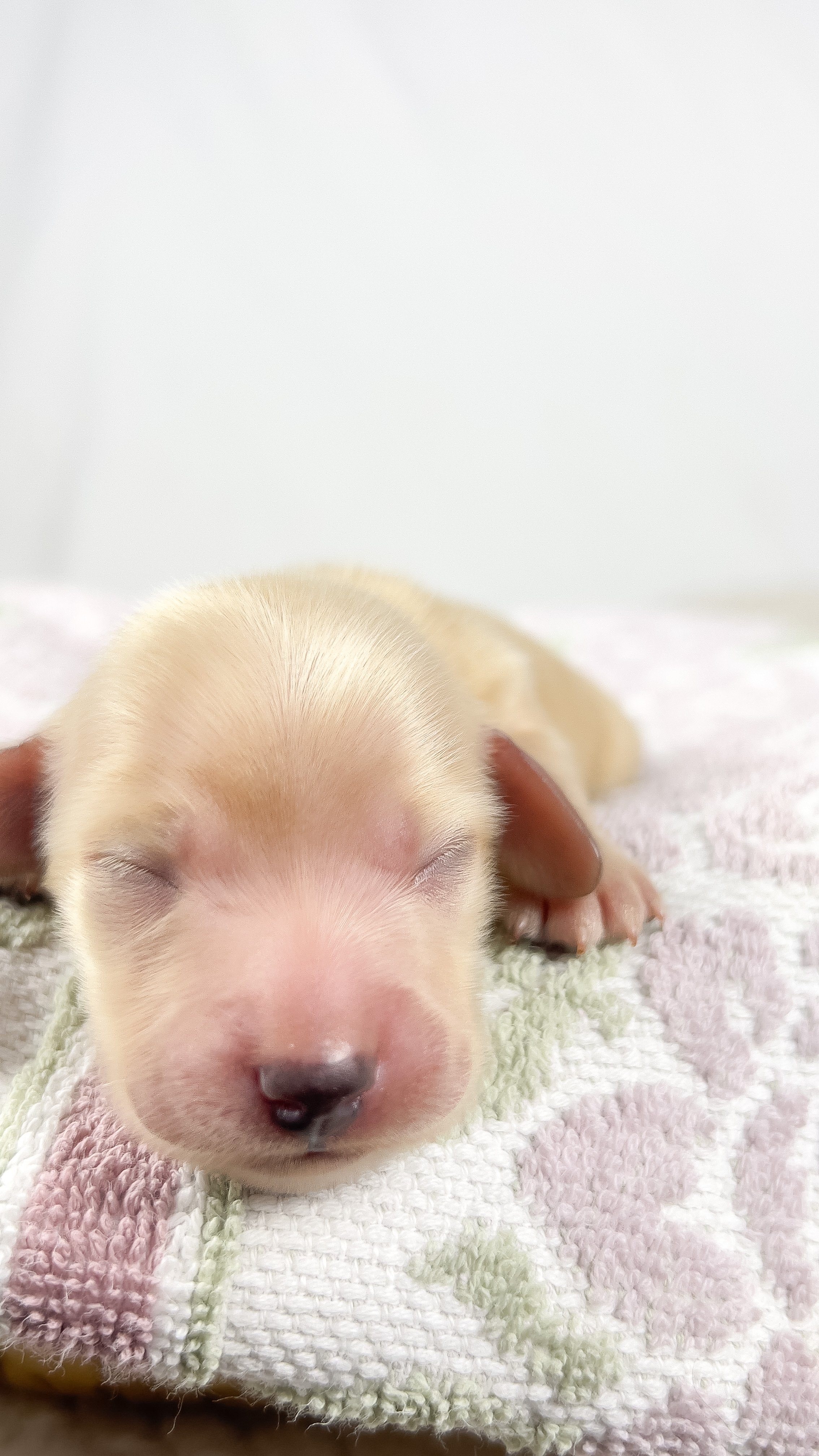 Wafer (longhaired boy, $4000 with a $500 deposit towards total)