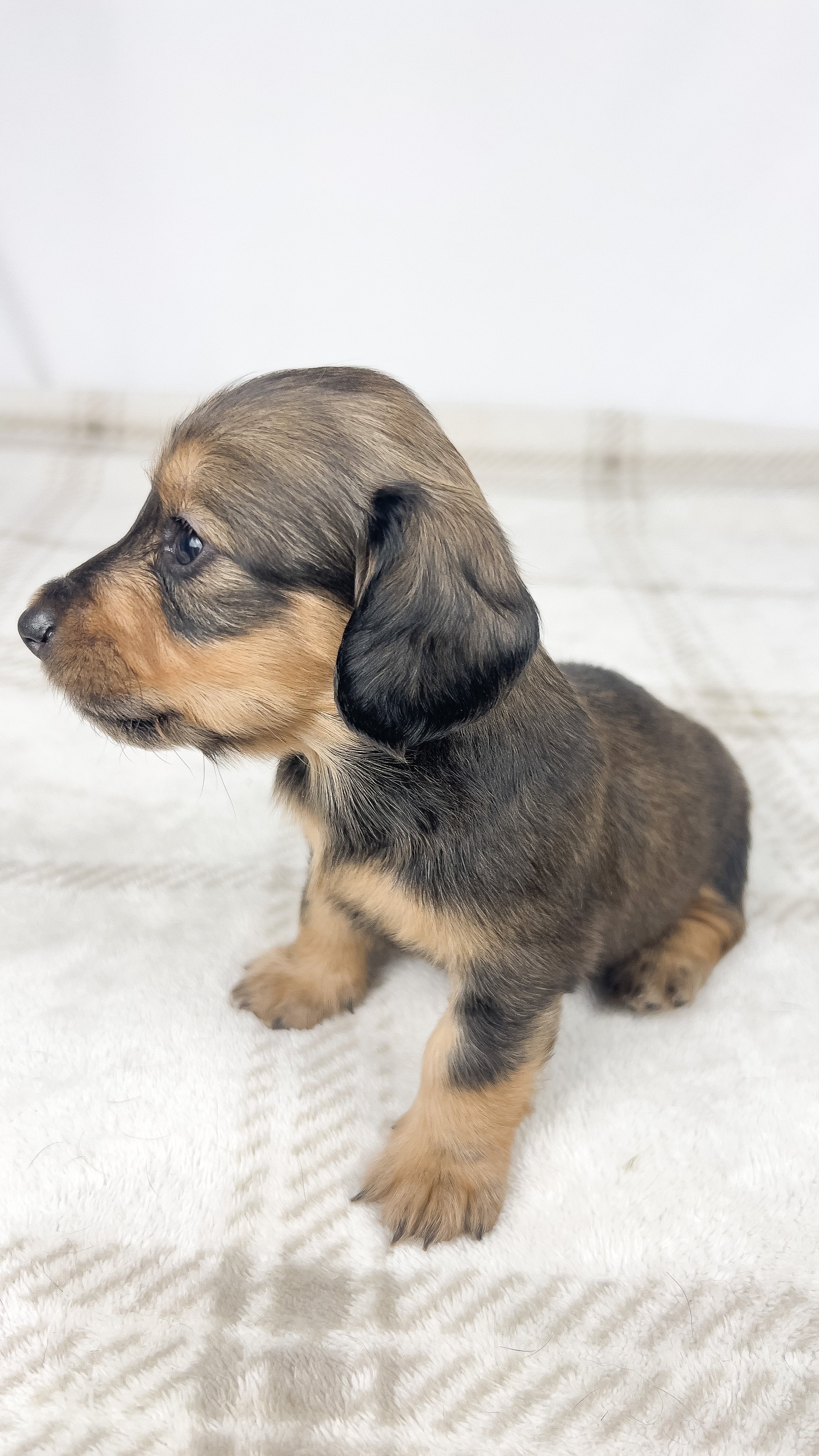 Whip cream (longhaired girl, $3000 with a $500 deposit towards total)