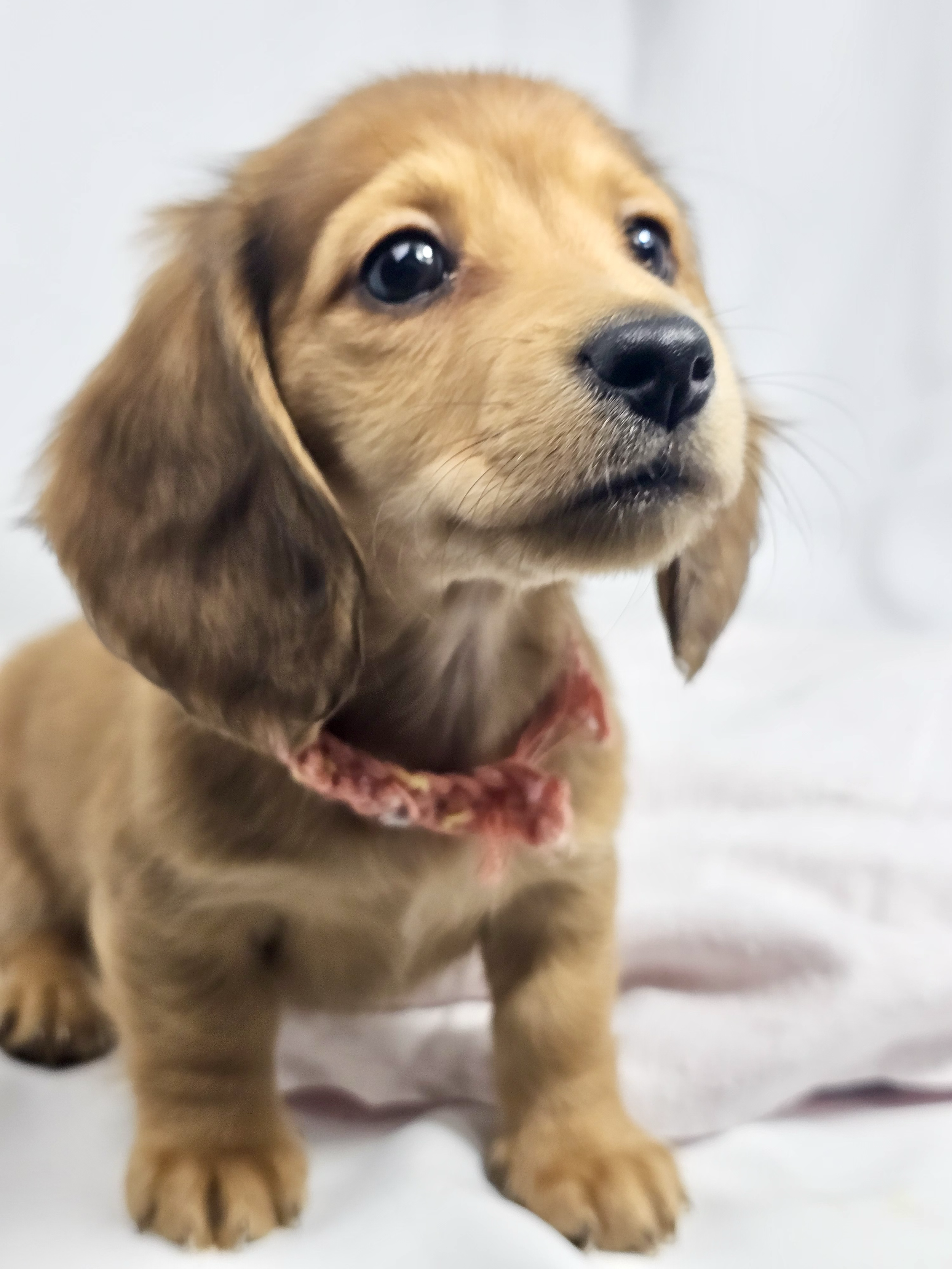 Bean aka Chloe (RESERVED, longhaired girl)