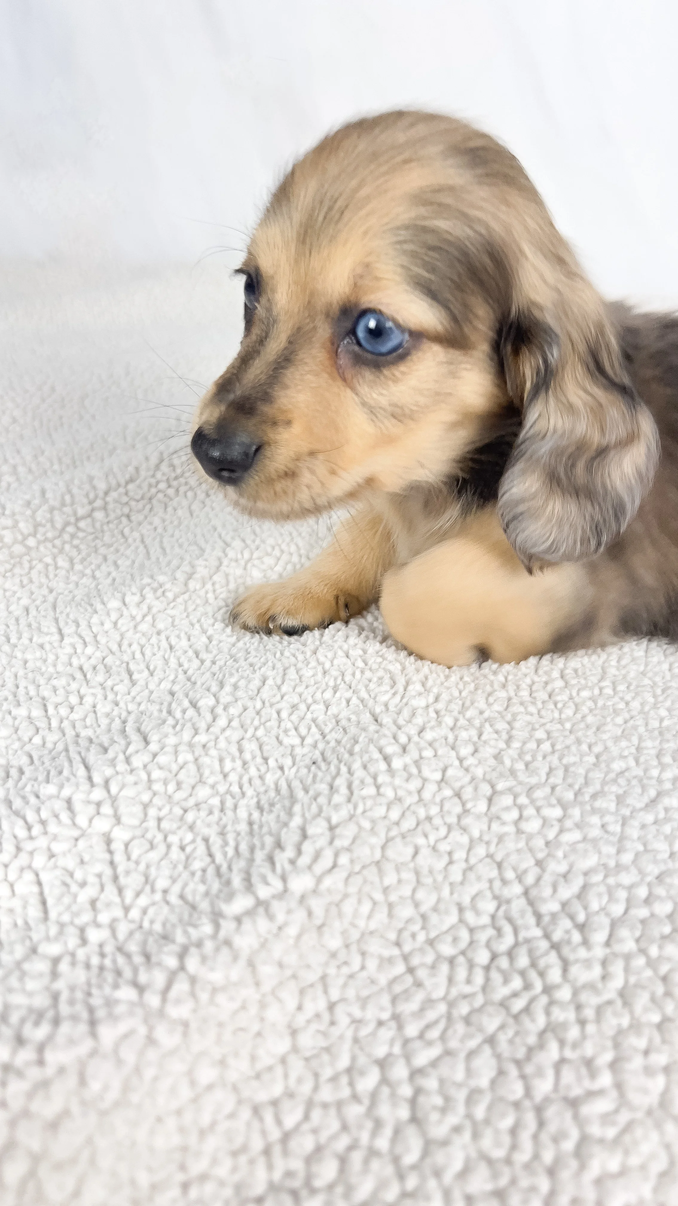 Chicken bake (RESERVED, longhaired boy)