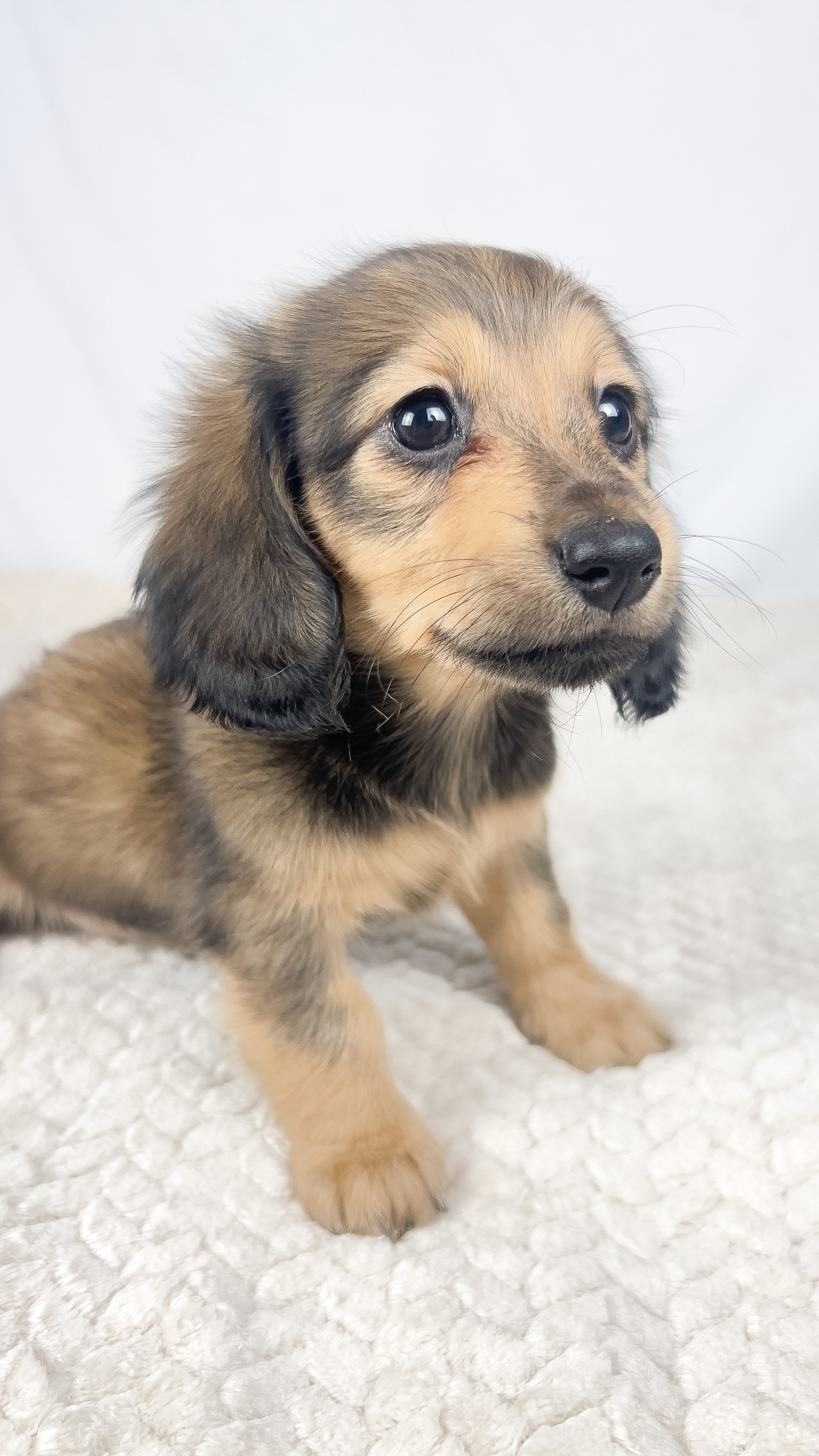 Whip cream (RESERVED, longhaired girl)