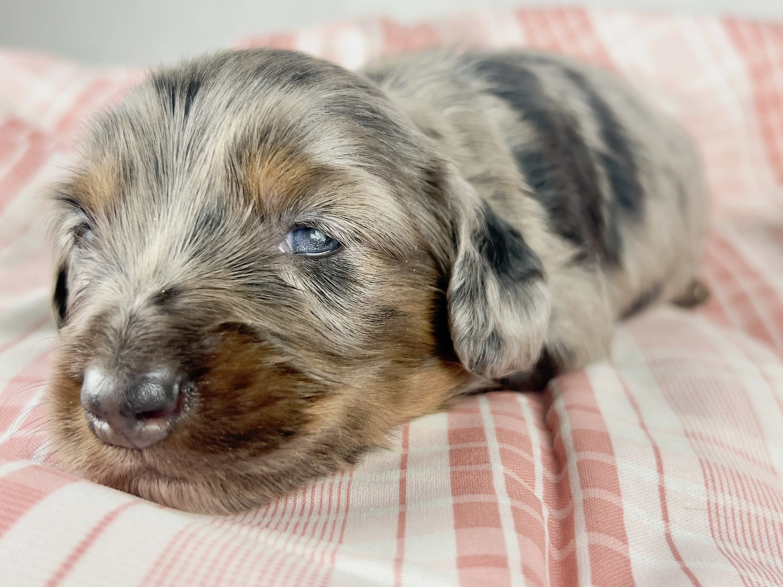 Cadbury aka Winston (RESERVED, longhaired boy)