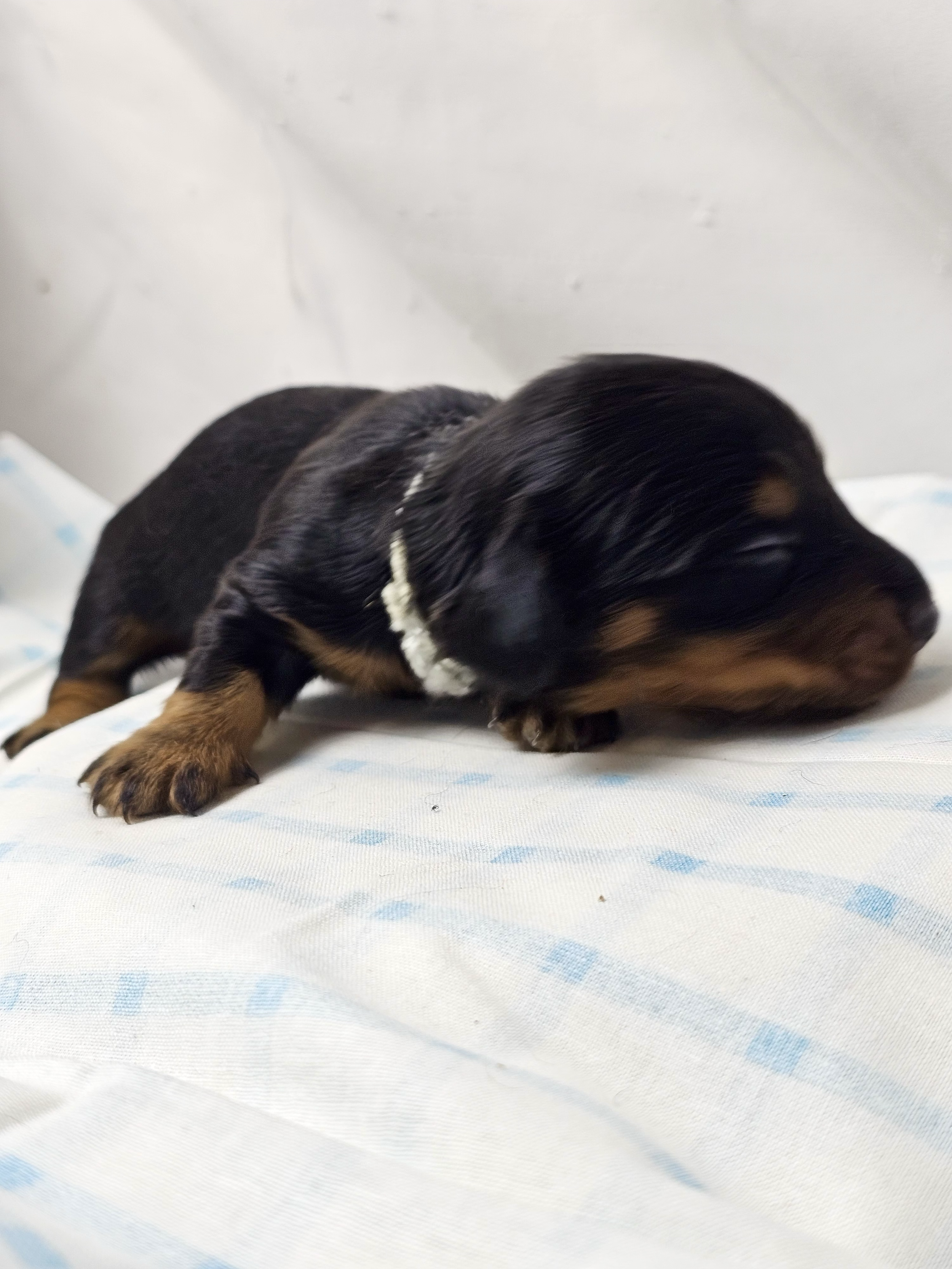 Butterfinger (longhaired boy, $2500 with a $500 deposit towards total)