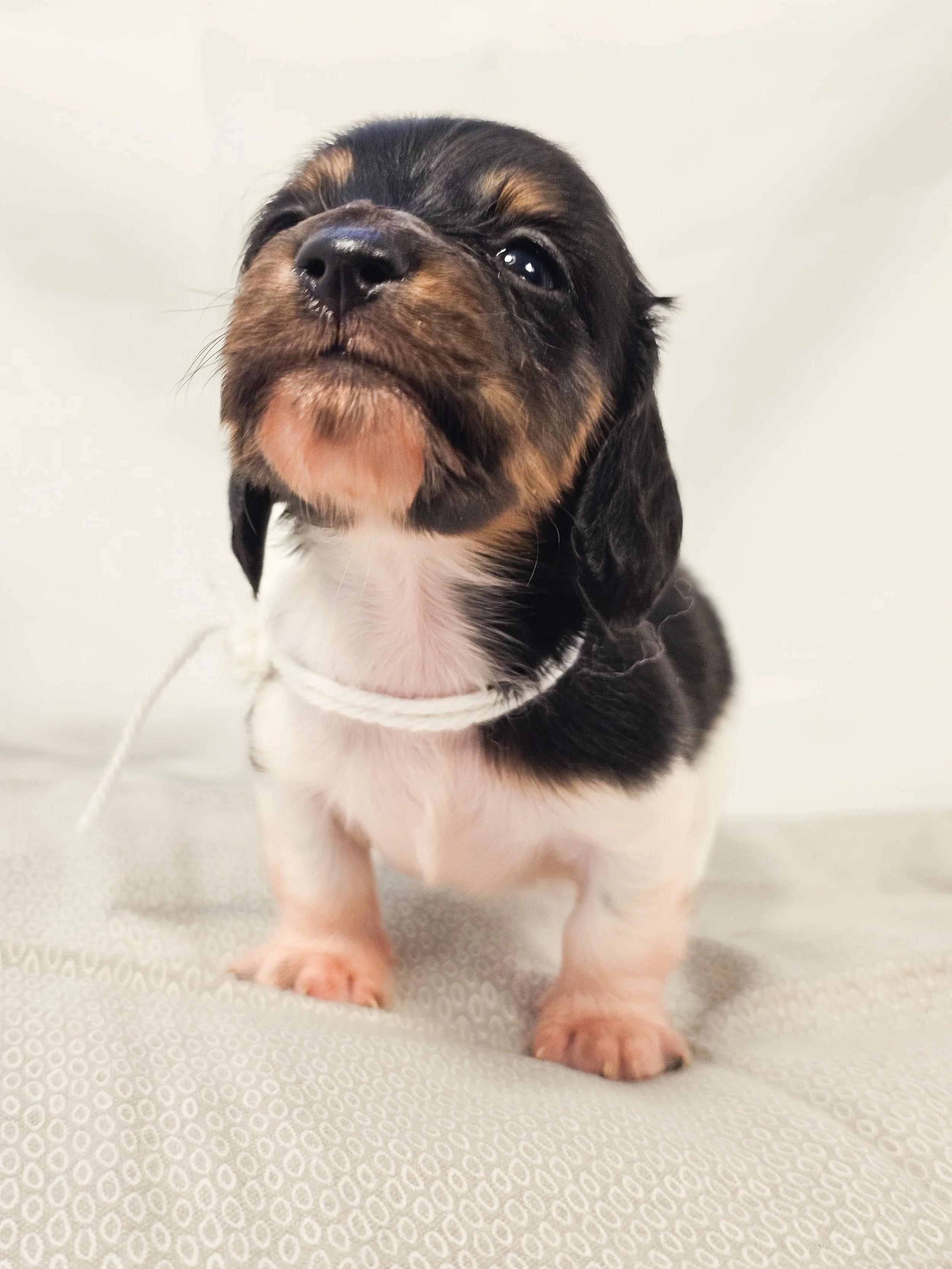 Marshmallow (longhaired boy, $4000 with a $500 deposit towards the total)