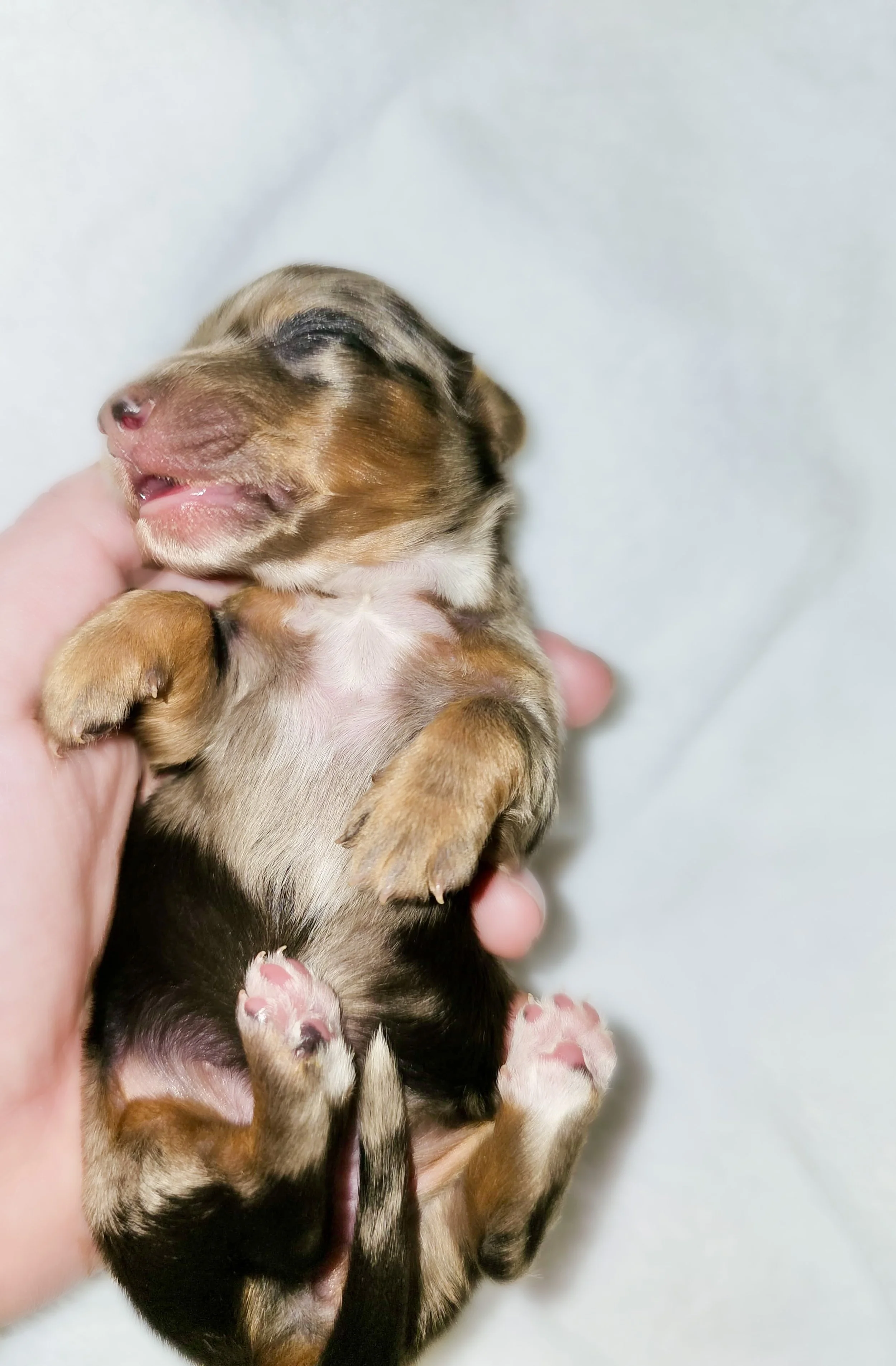 Tulip (RESERVED, longhaired girl)