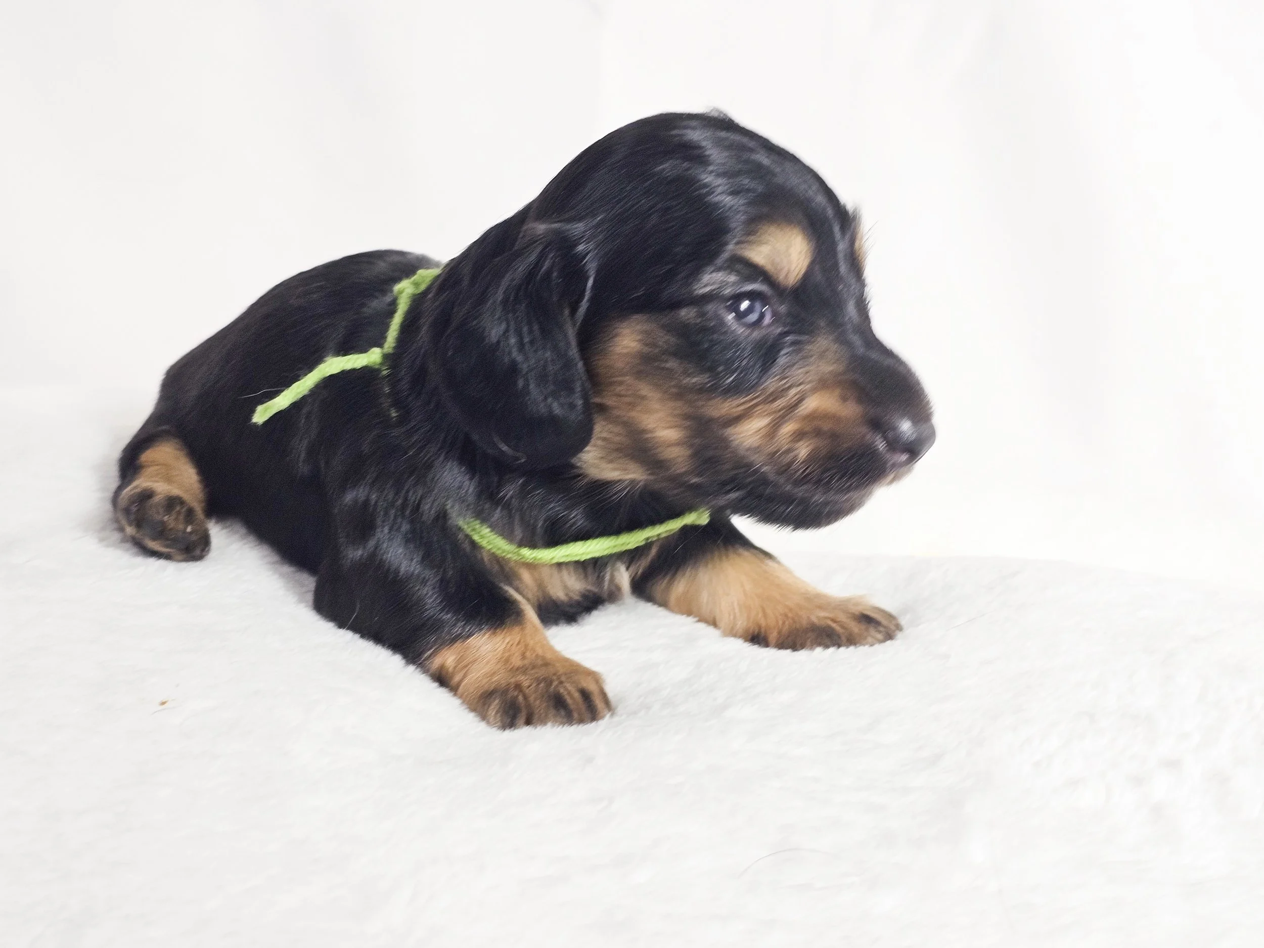 Pistachio Cream (longhaired girl, $3000 with a $500 deposit towards total)