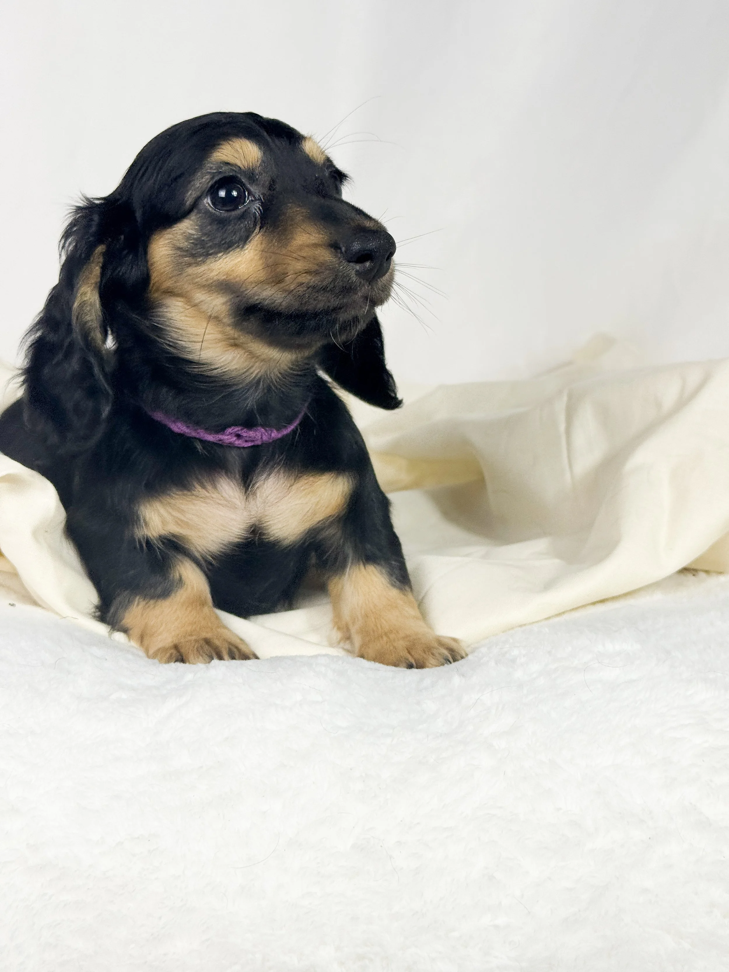 Pumpkin Cream (RESERVED, longhaired girl)