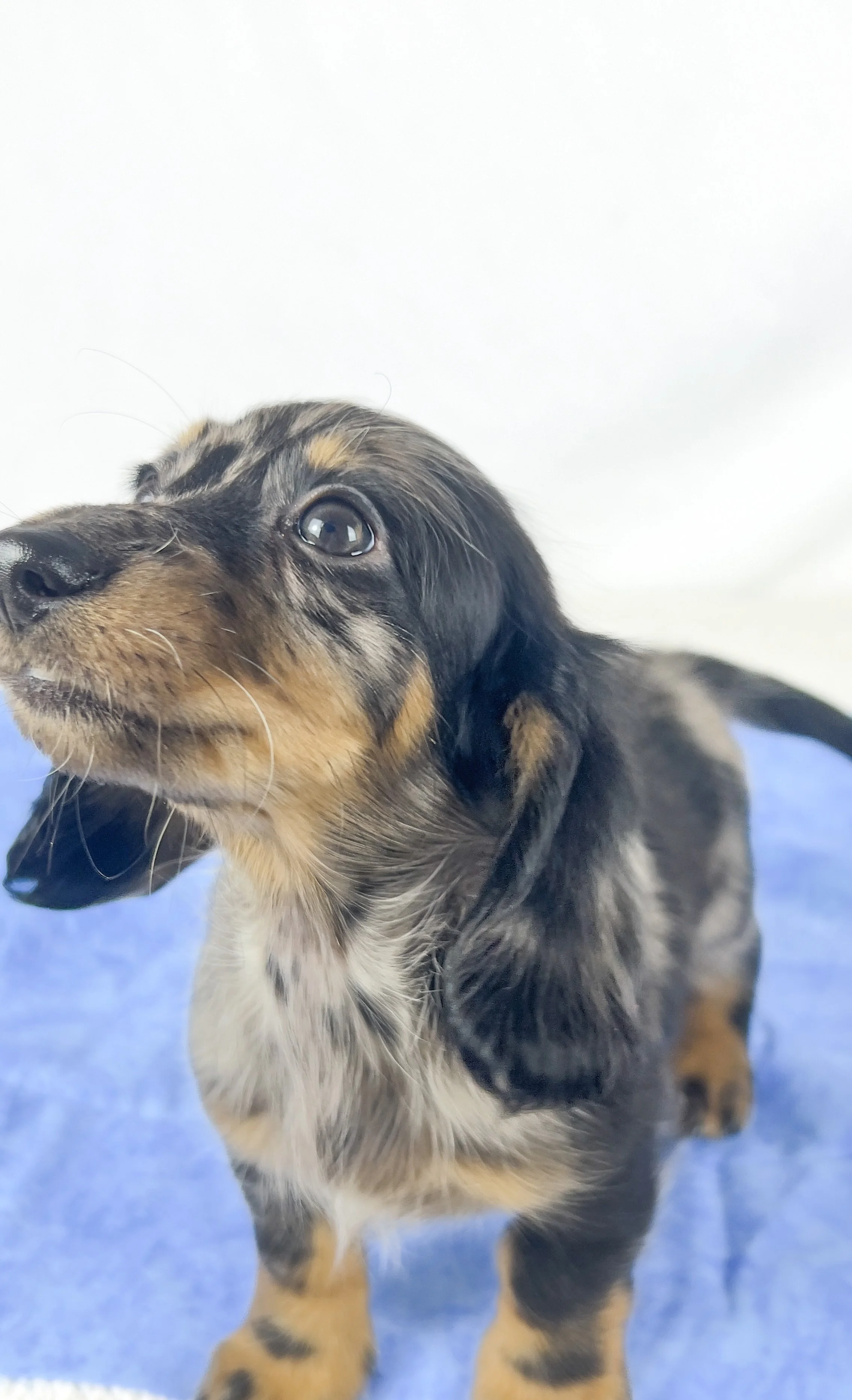 Strawberry aka Tank (RESERVED, longhaired boy)