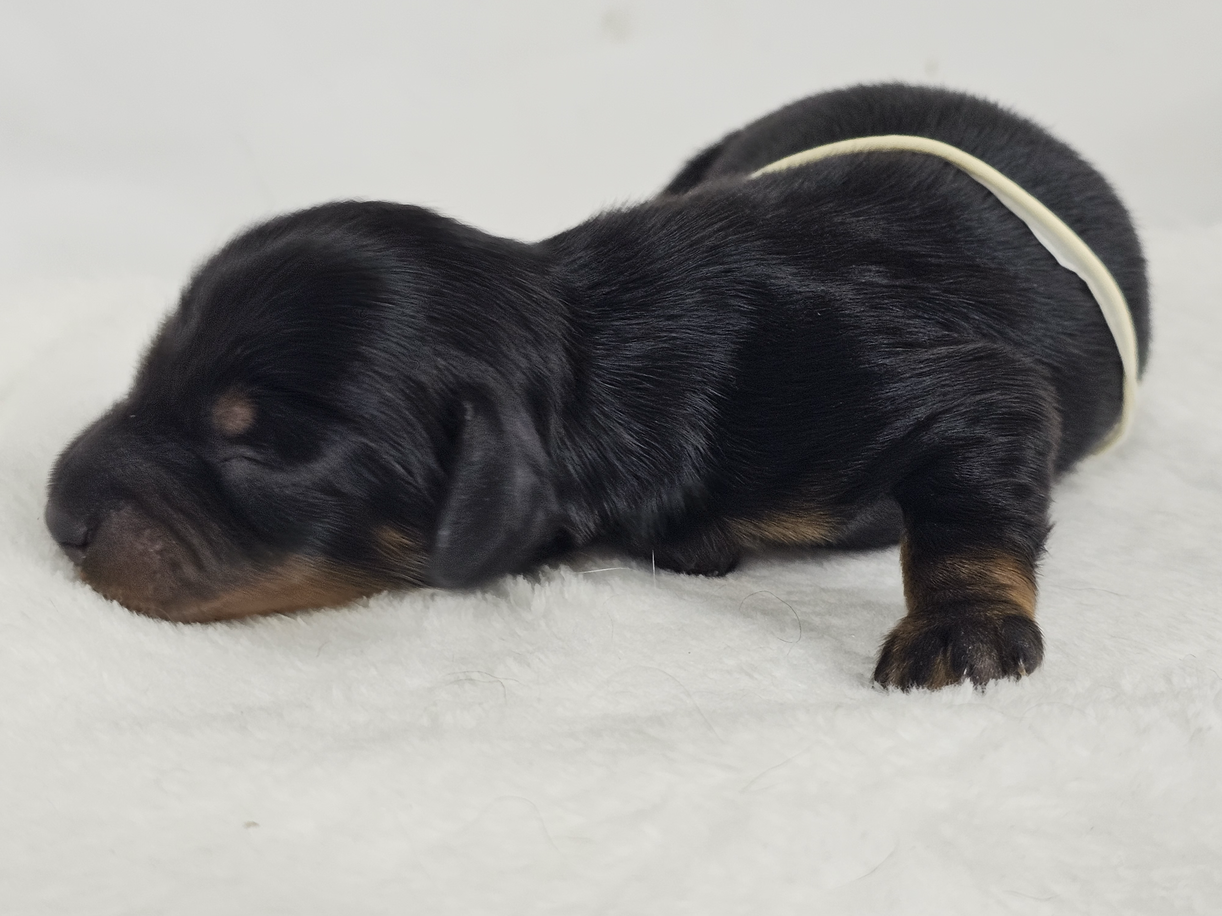 Dill pickle (longhaired boy, $3000 with a $500 deposit towards total)