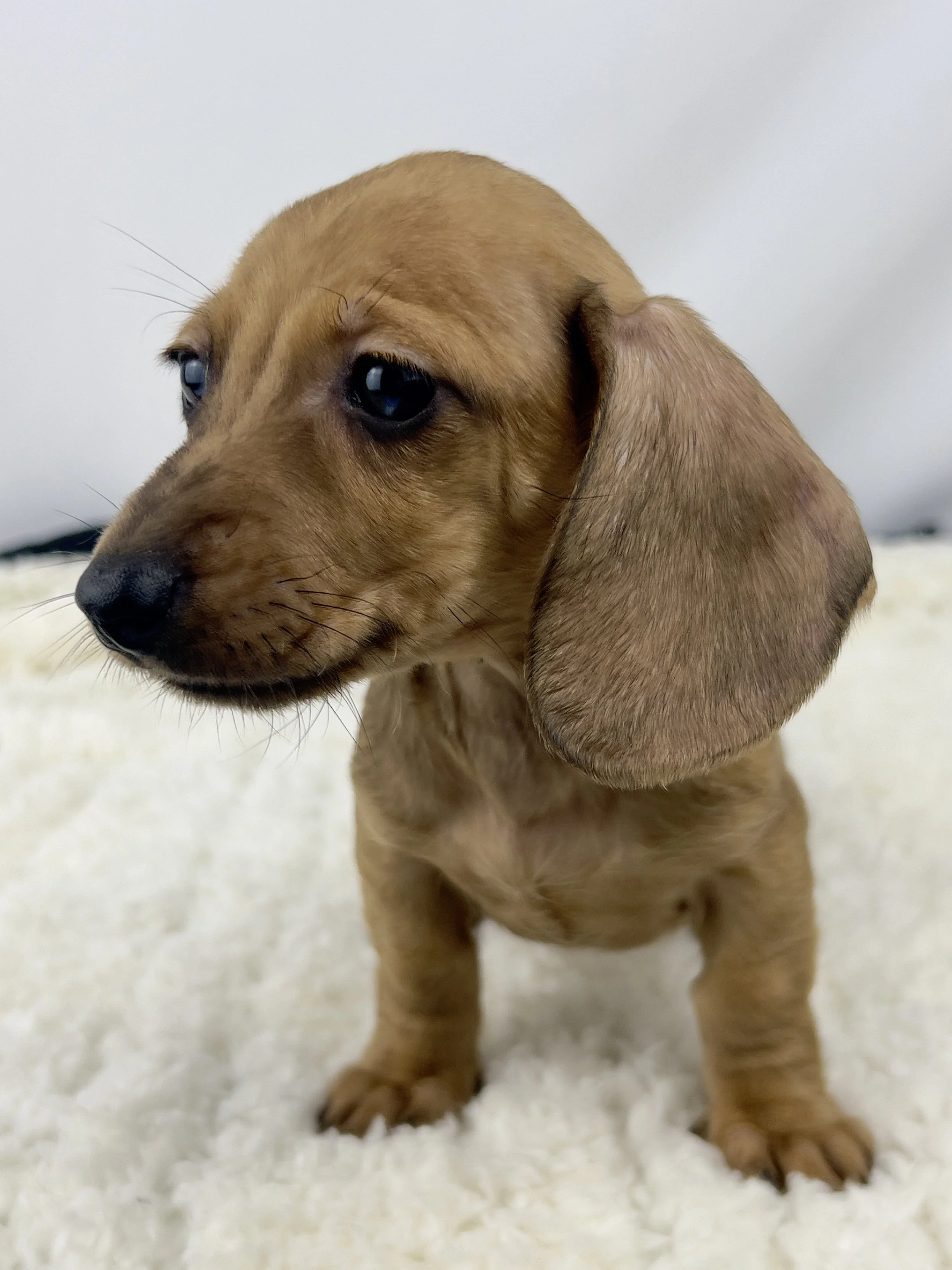 Pumpkin Spice aka Ohana (RESERVED, shorthaired girl)