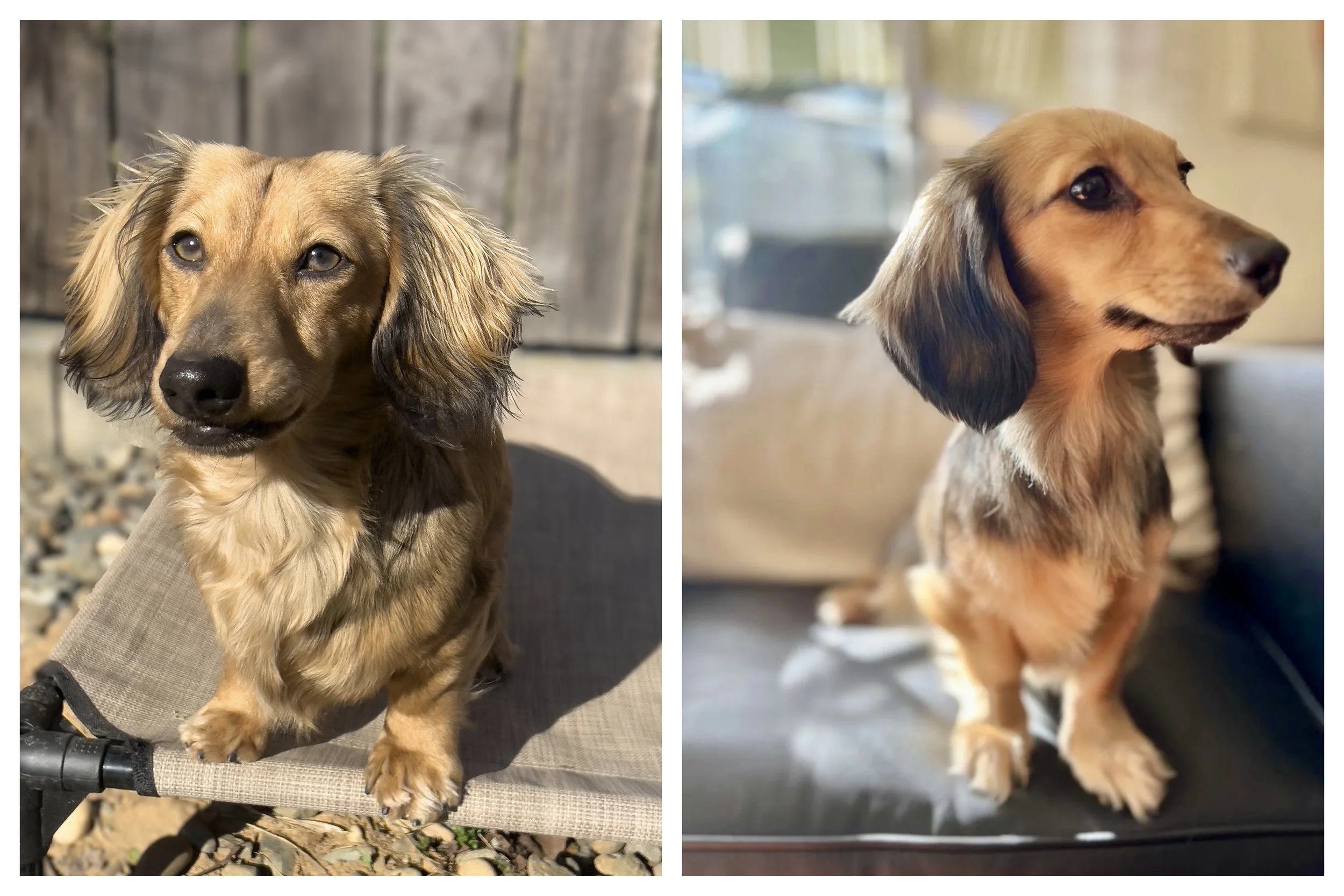 Side-by-side photos of two long-haired dachshund puppies with brown and black fur, both sitting on carpeted floors indoors.