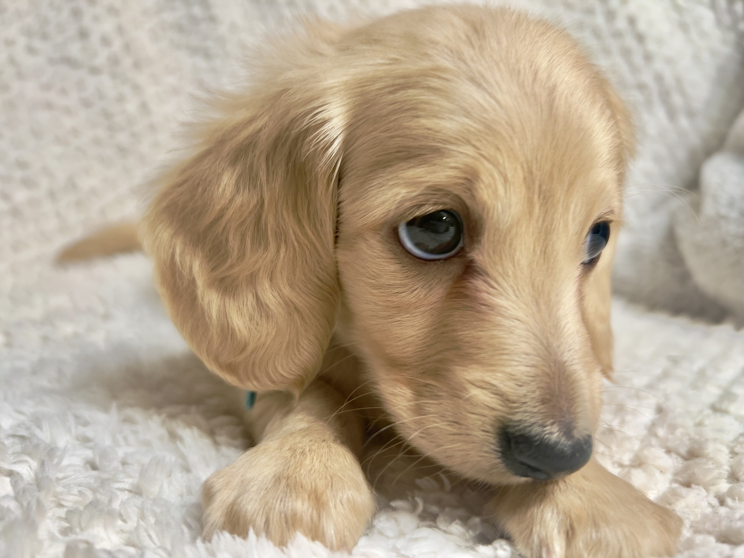Confetti aka Dobby (RESERVED, longhaired boy)v