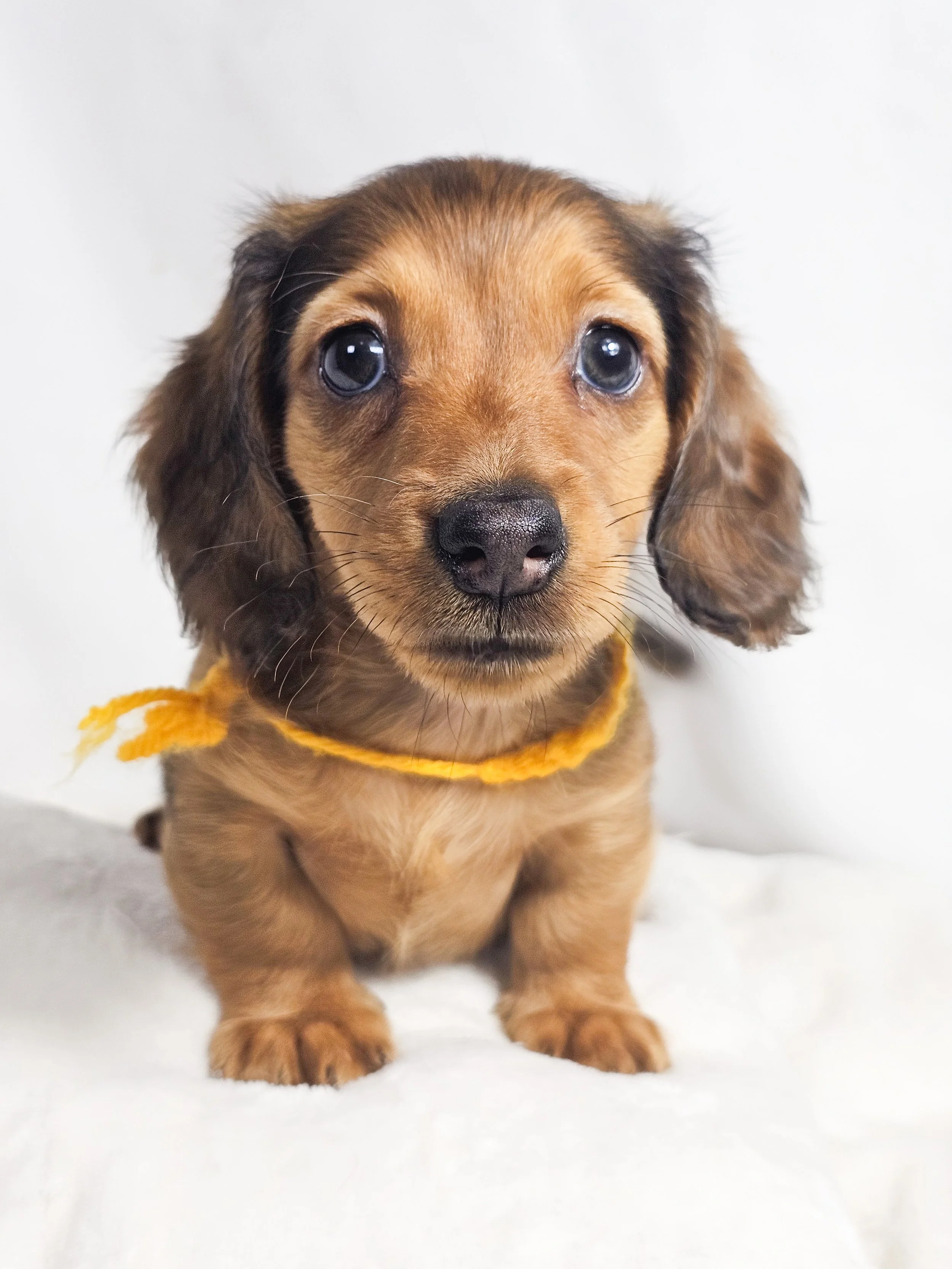 Plum aka Kylo (RESERVED, longhaired boy)