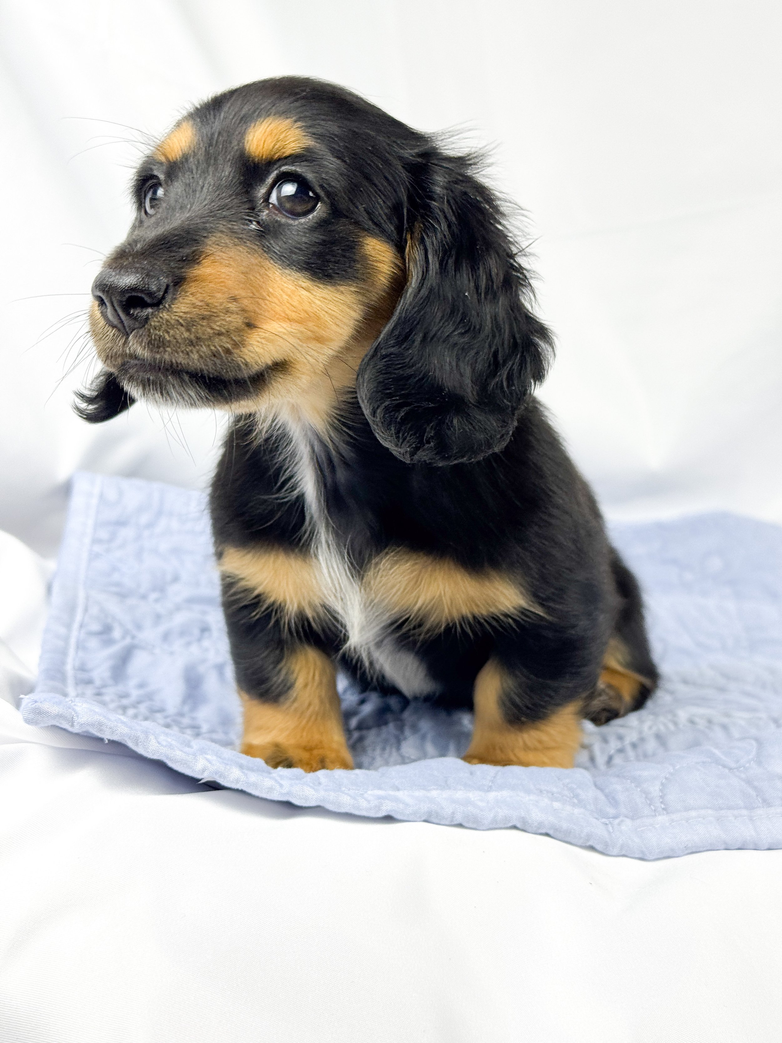 Limon (RESERVED, longhaired girl)