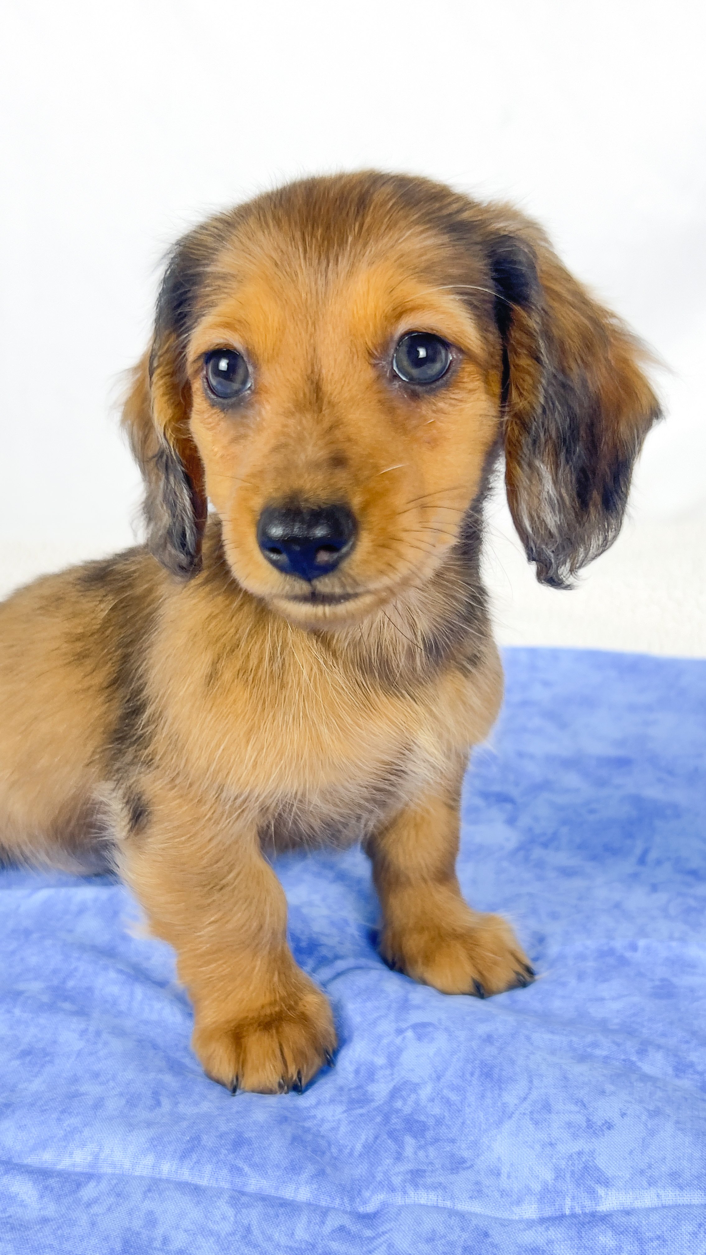 Peanuts (RESERVED, longhaired boy)
