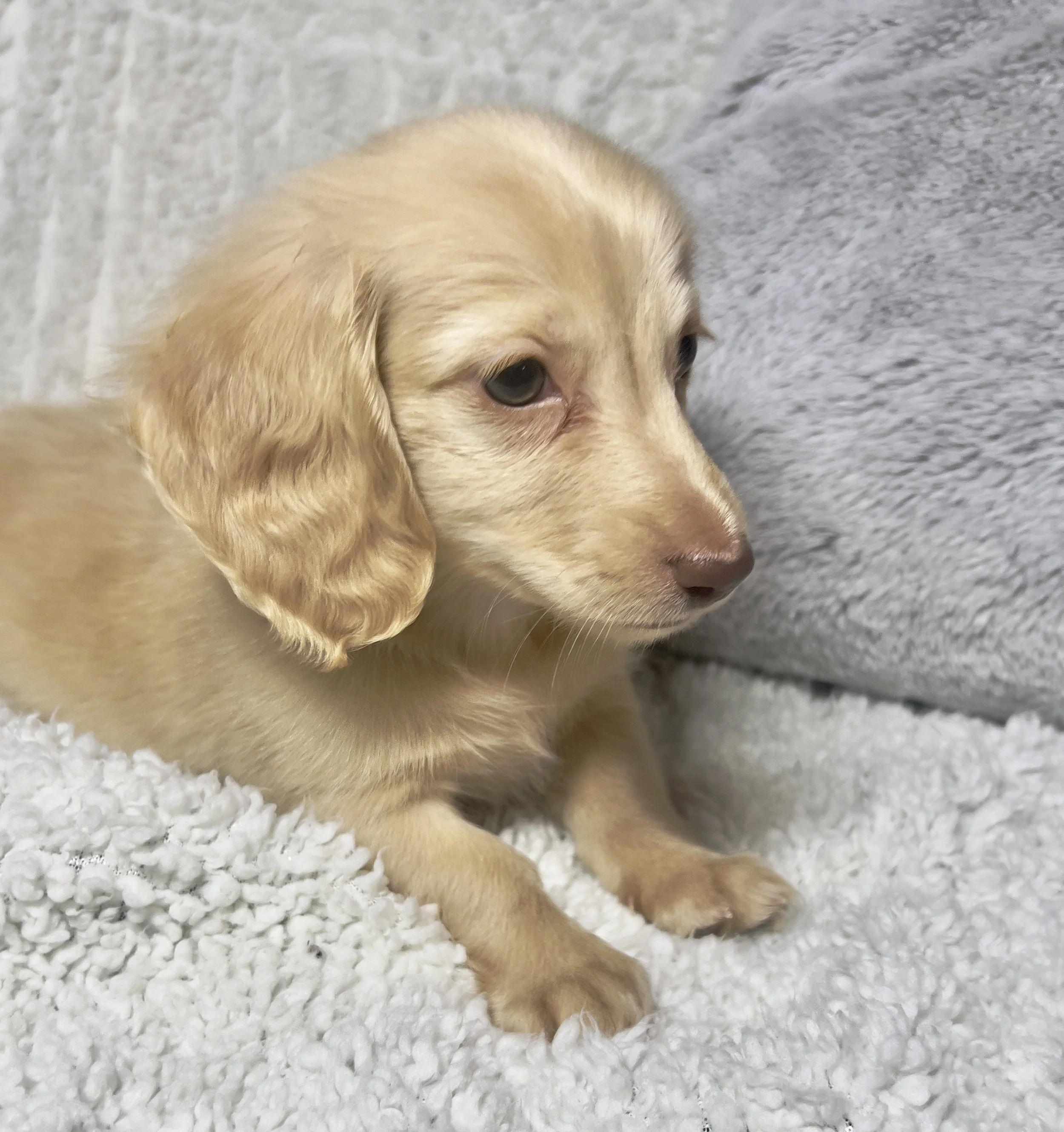 Fireworks aka Santi (RESERVED, longhaired boy)