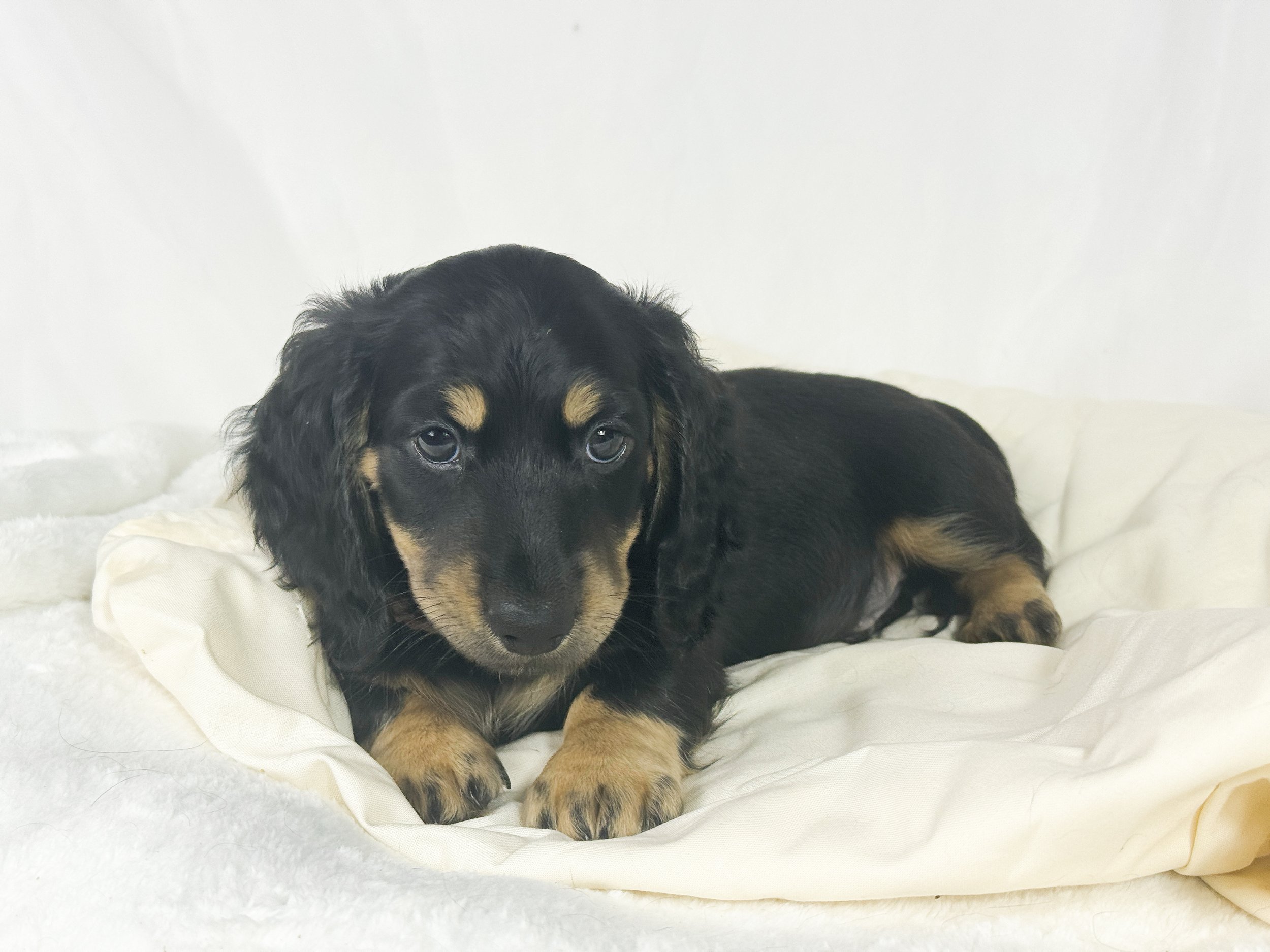 Chocolate Cream (RESERVED, longhaired boy)