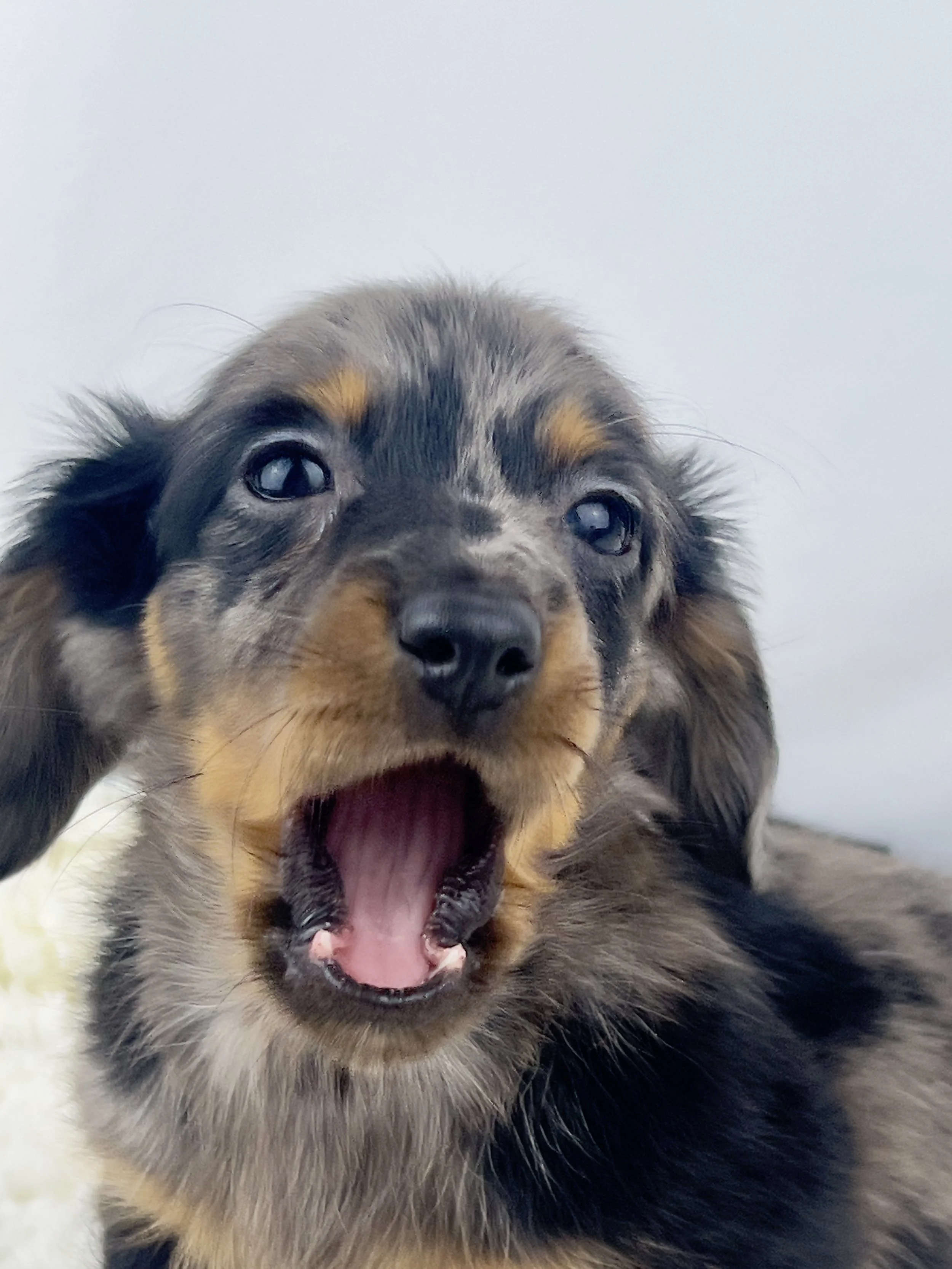 Pumpkin Patch aka Wilbur (RERSEVED, longhaired boy)