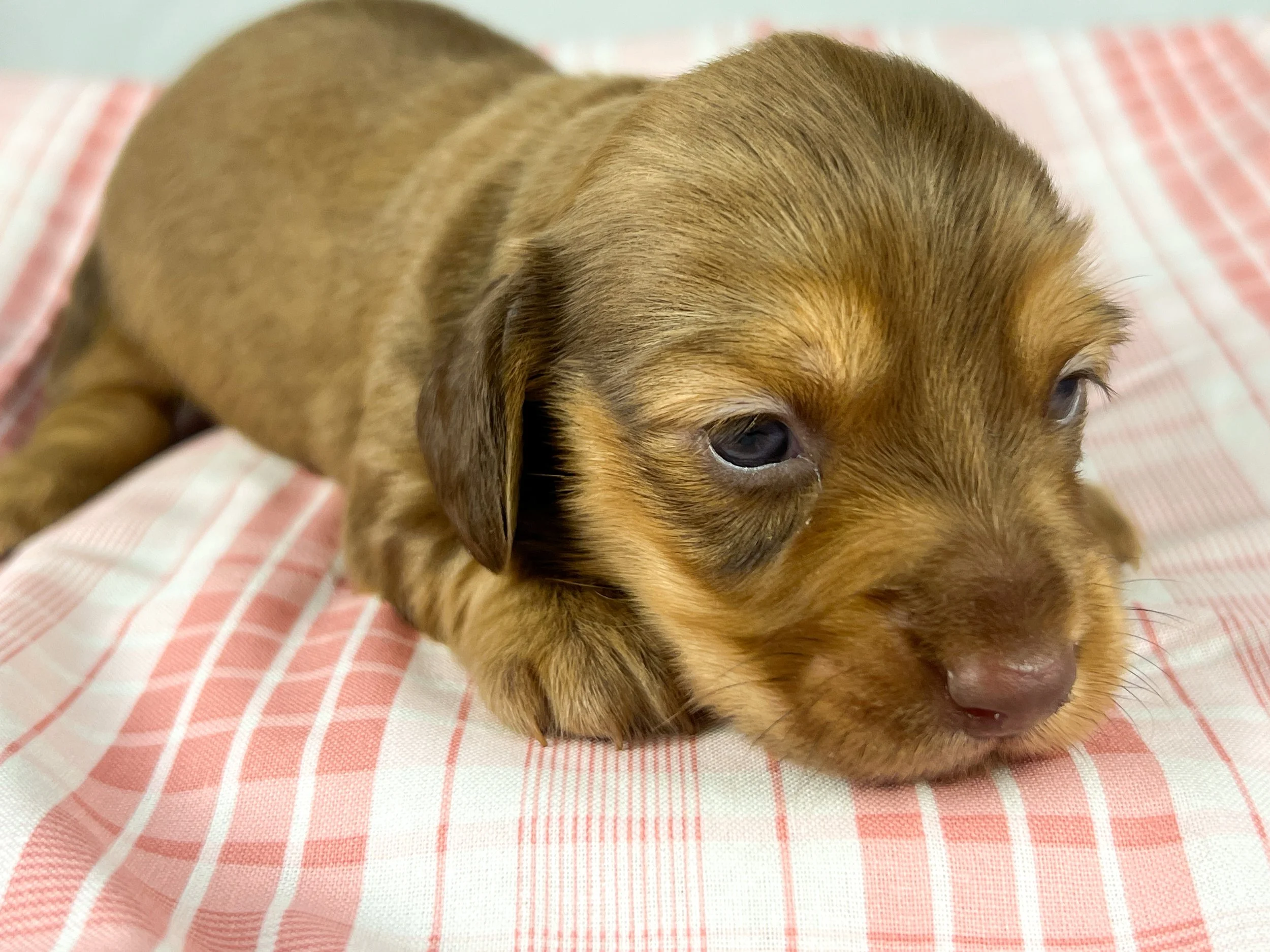 Crème aka Daisy (RESERVED, longhaired girl)