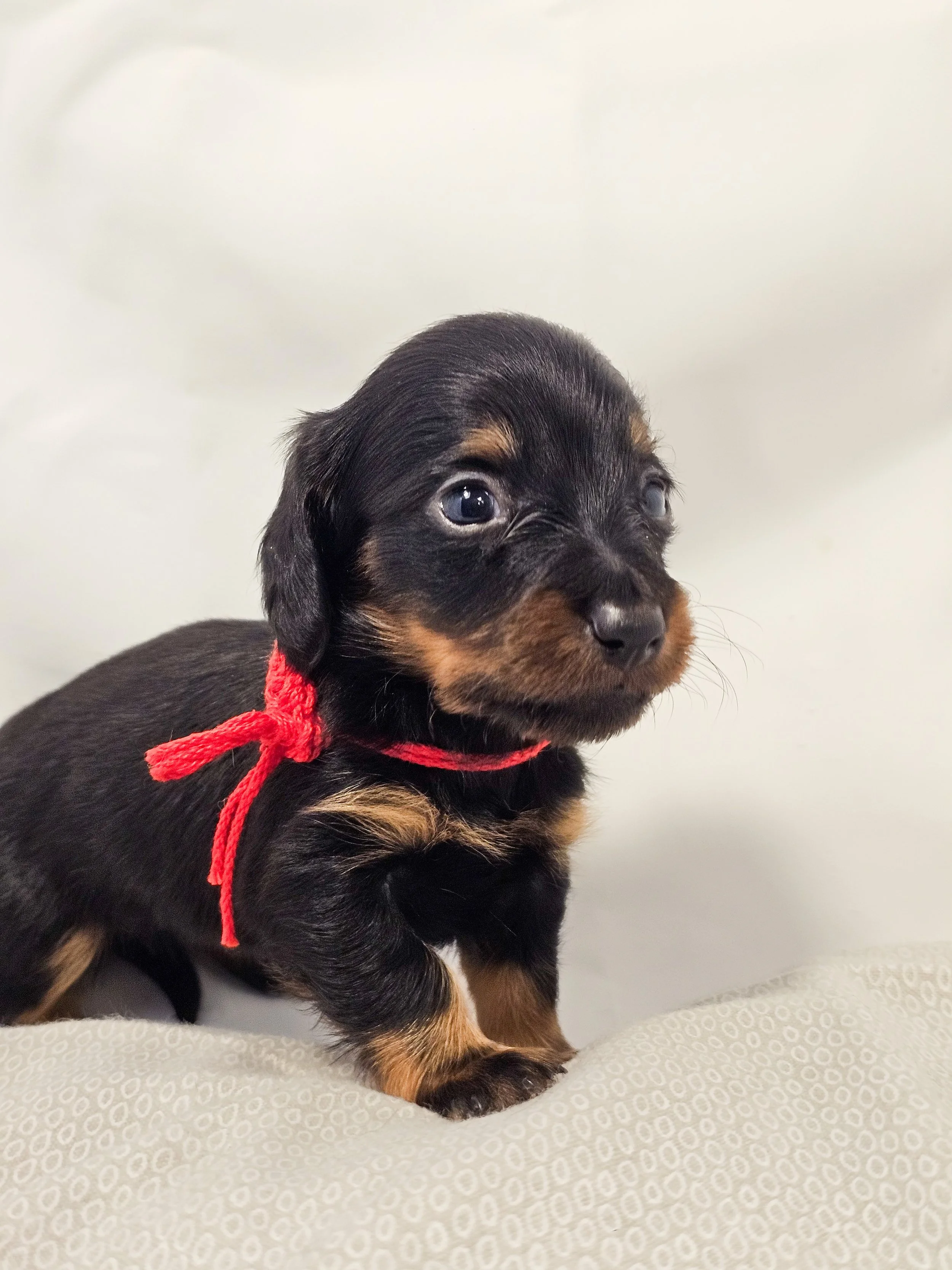 Jelly (longhaired girl, $4000 with a $500 deposit towards the total)