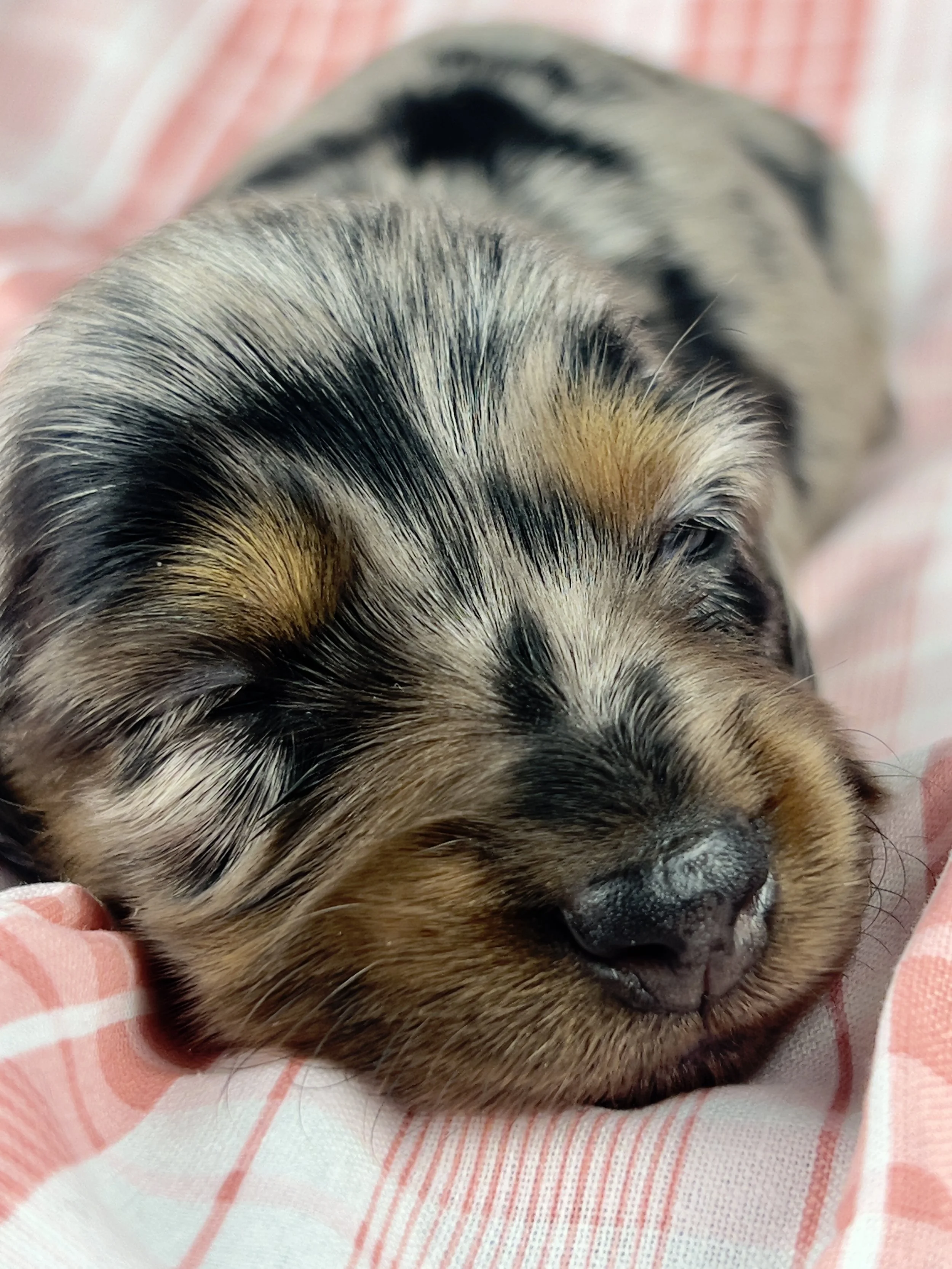 Egg aka Winnie (RESERVED, longhaired girl)