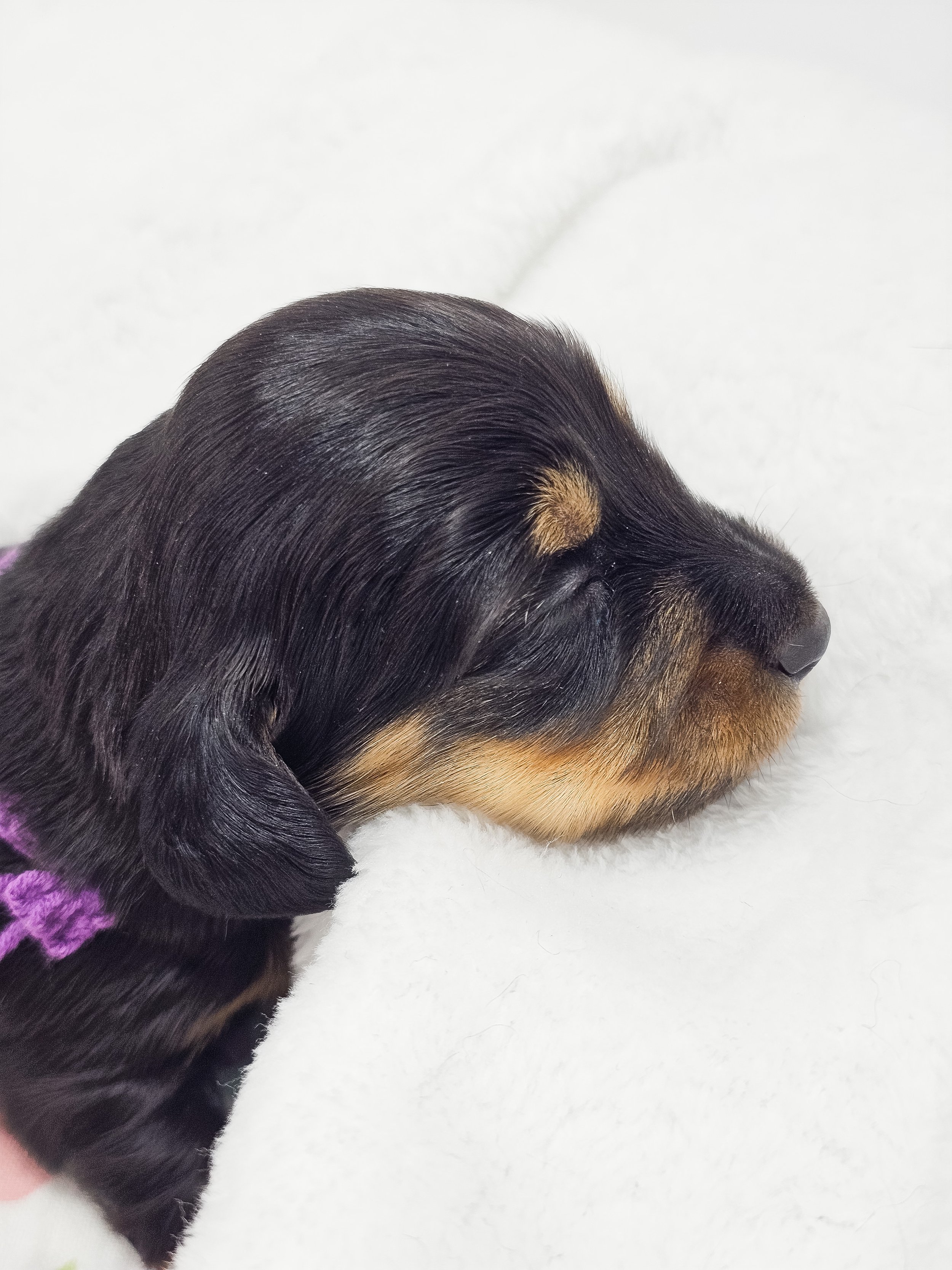 Shore (RESERVED, longhaired girl)