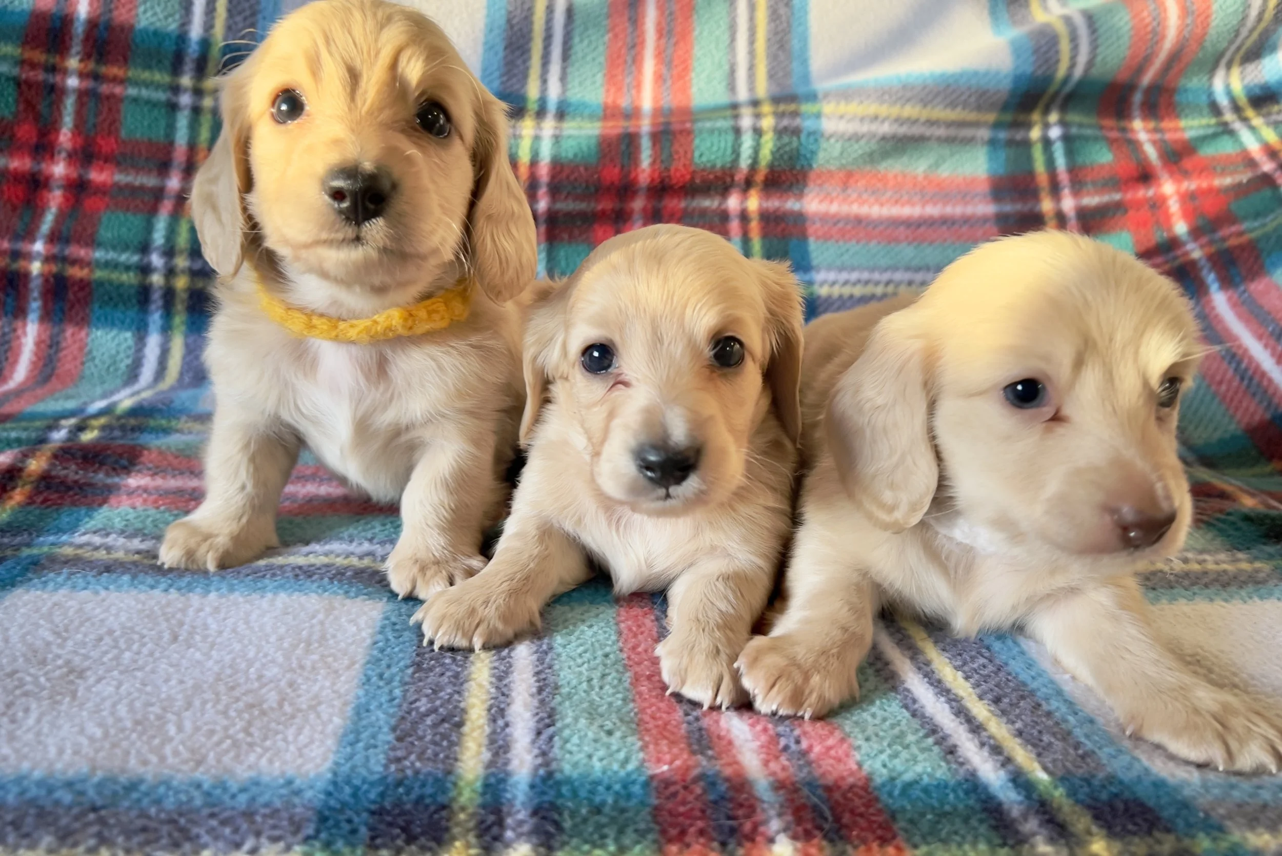 Four adorable dachshund puppies with brown and black fur, in front of a background with Valentine's Day themed hearts and words like 'Kiss Kiss' and 'Sweet Talk'.