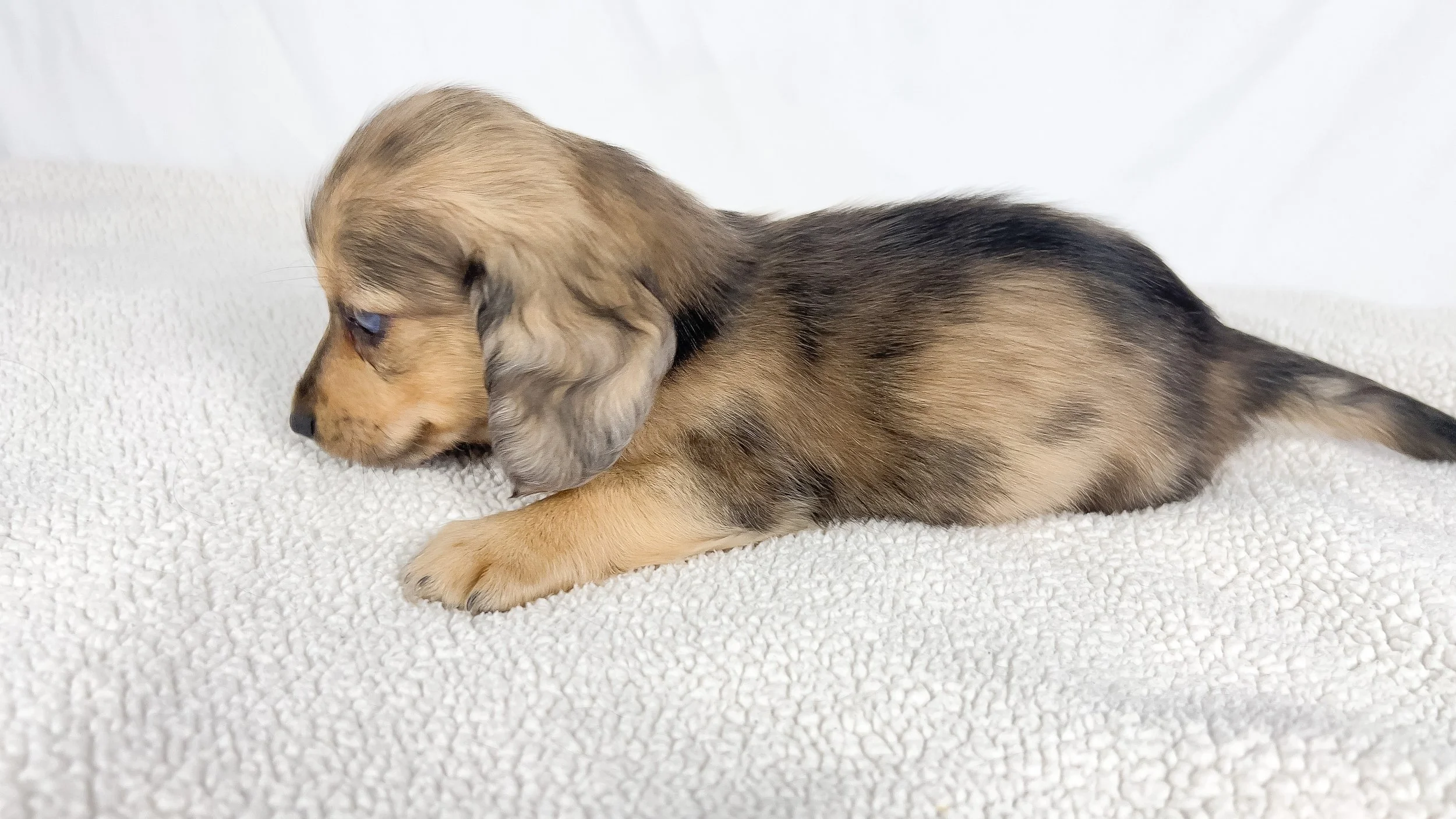 Chicken bake (RESERVED, longhaired boy)
