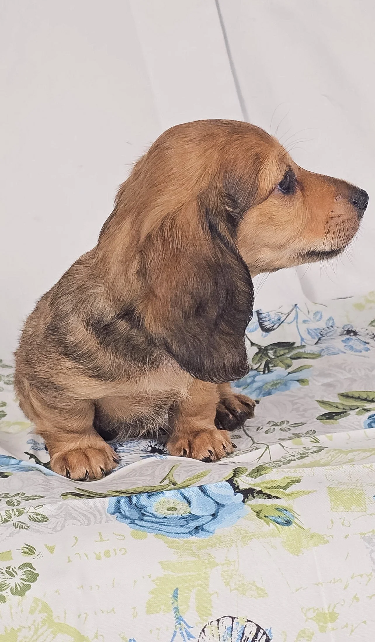 Patty aka Leo (RESERVED, longhaired boy)
