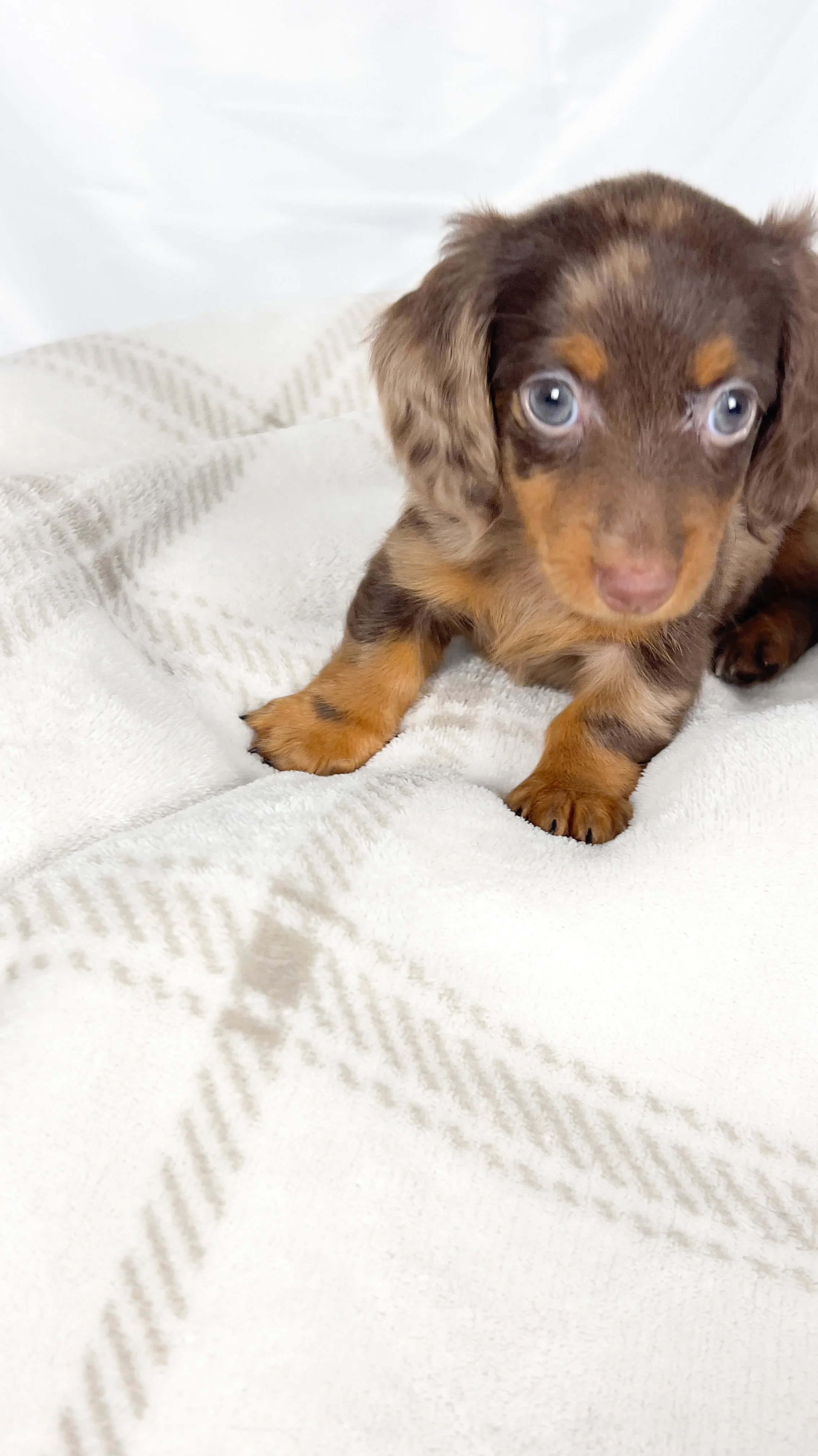 Matcha (RESERVED, longhaired girl)
