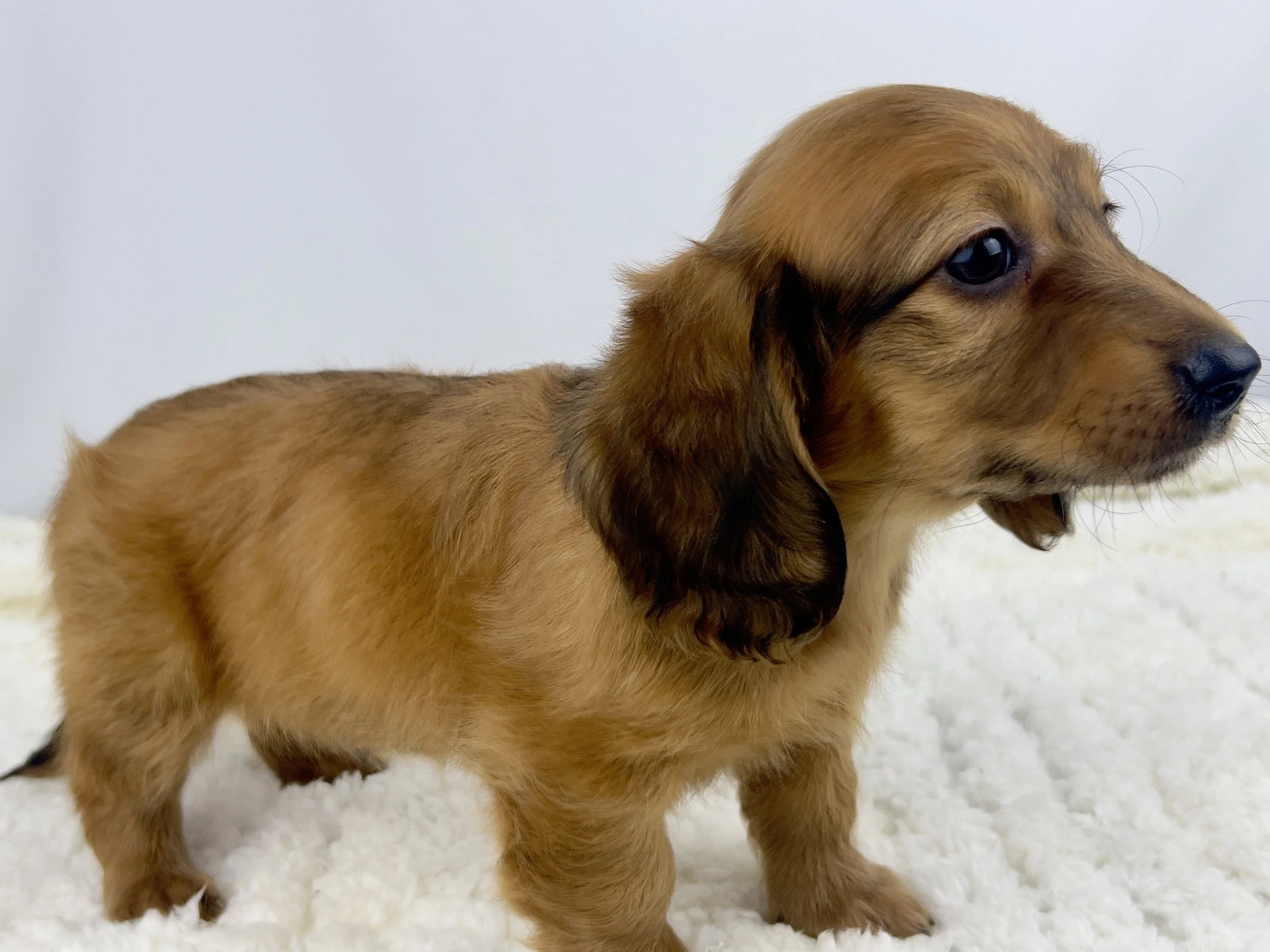 Pecan Crunch aka Duke (RESERVED, longhaired boy)