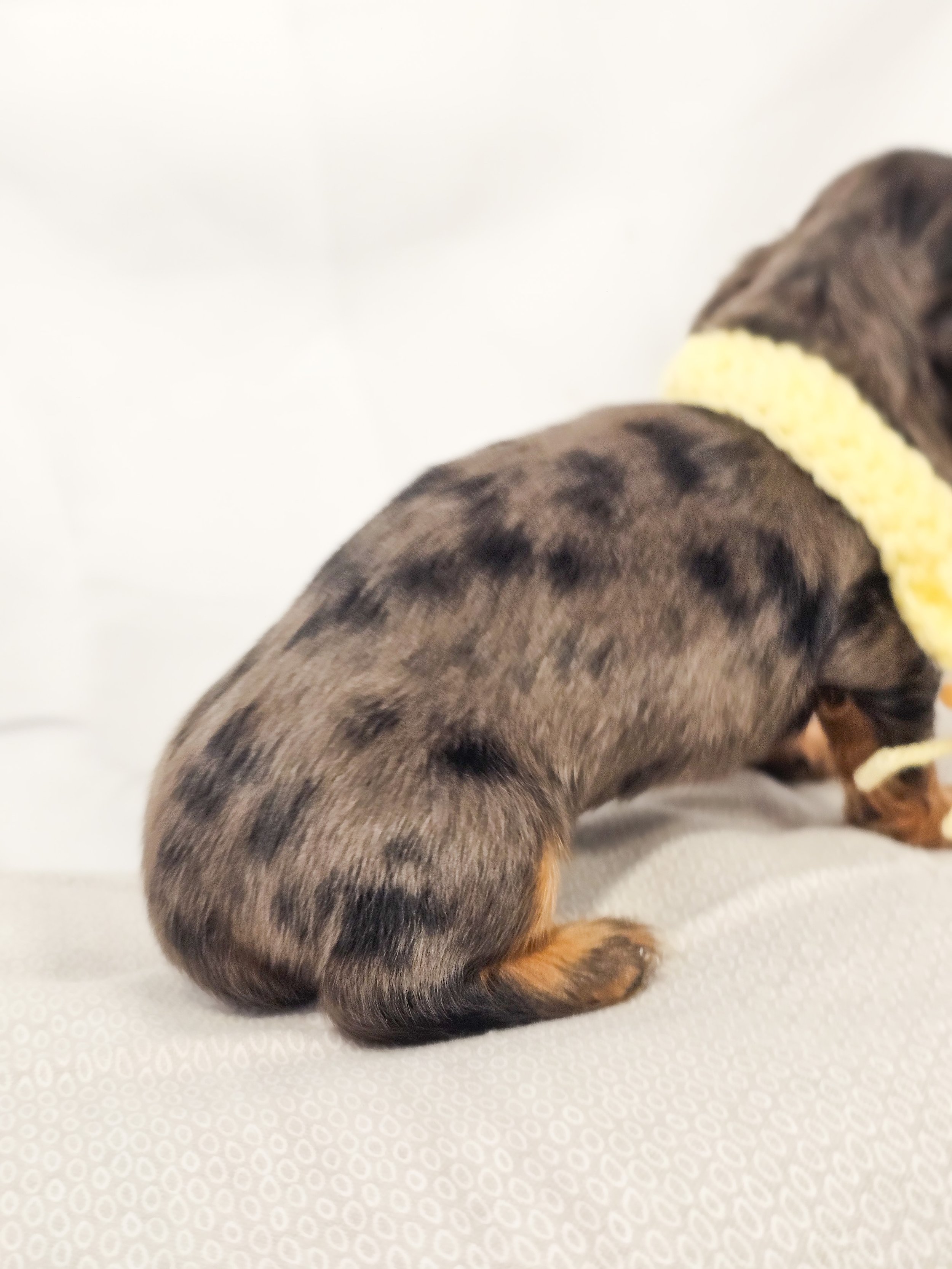 Peeps (RESERVED, longhaired girl)